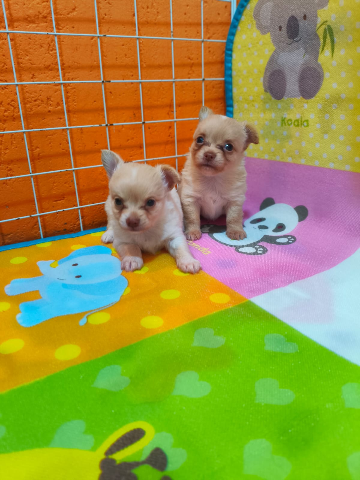 Chihuahuas  - Foto 2
