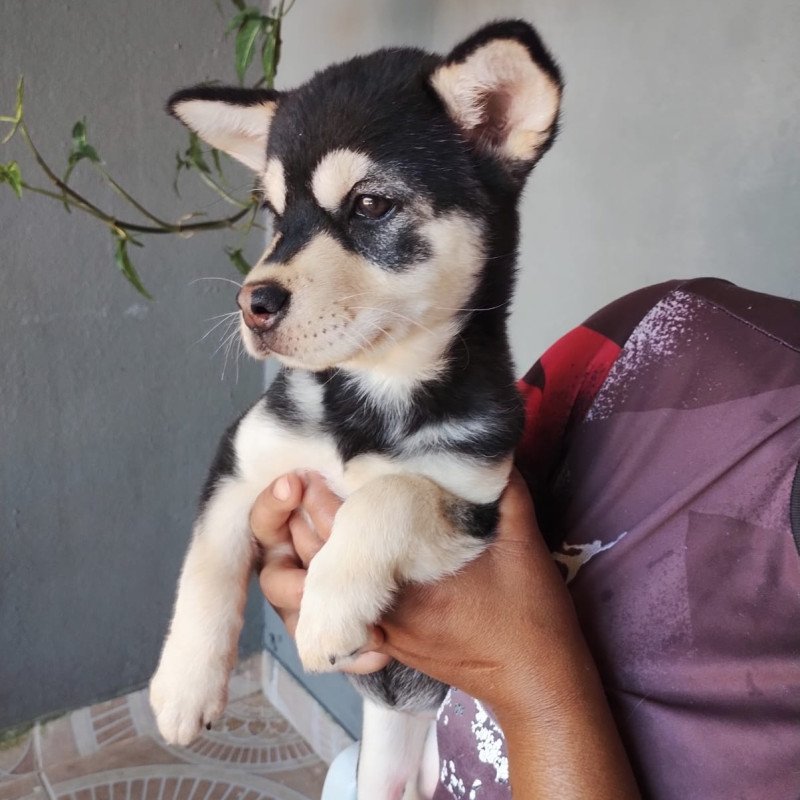 Filhote De Cachorro, Fêmea Mestiça De Husky Siberiano