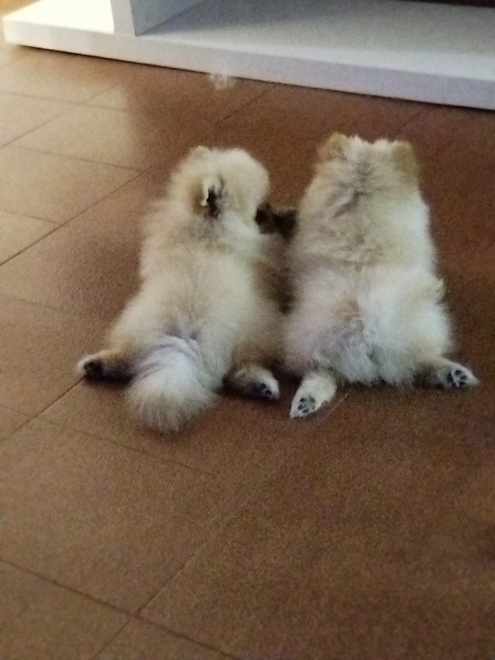 Duas Spitz alemão  - Foto 3