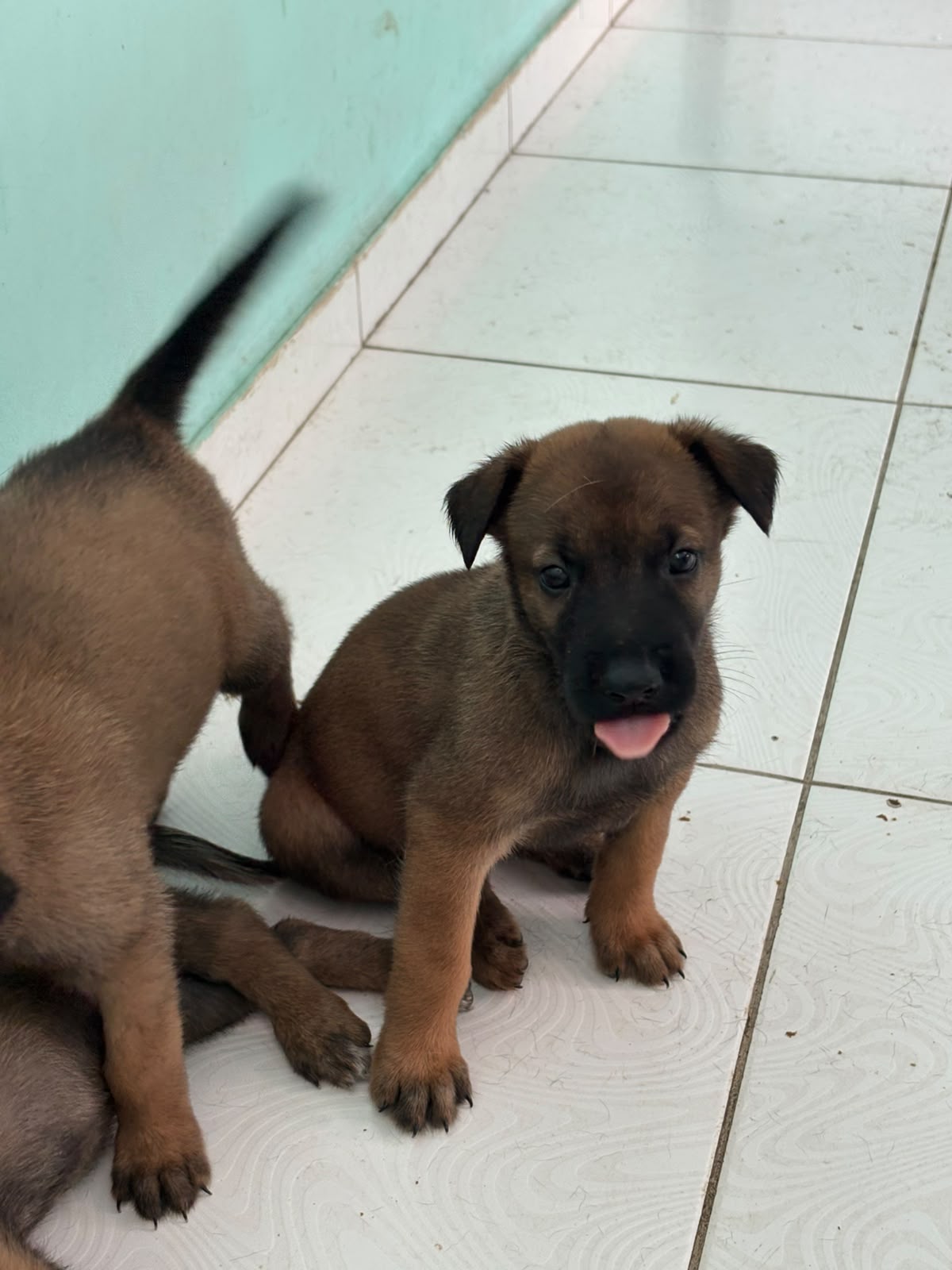 Vende-se  - Foto 3