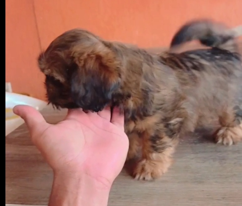 filhotes de Lhasa Apso Goiânia 