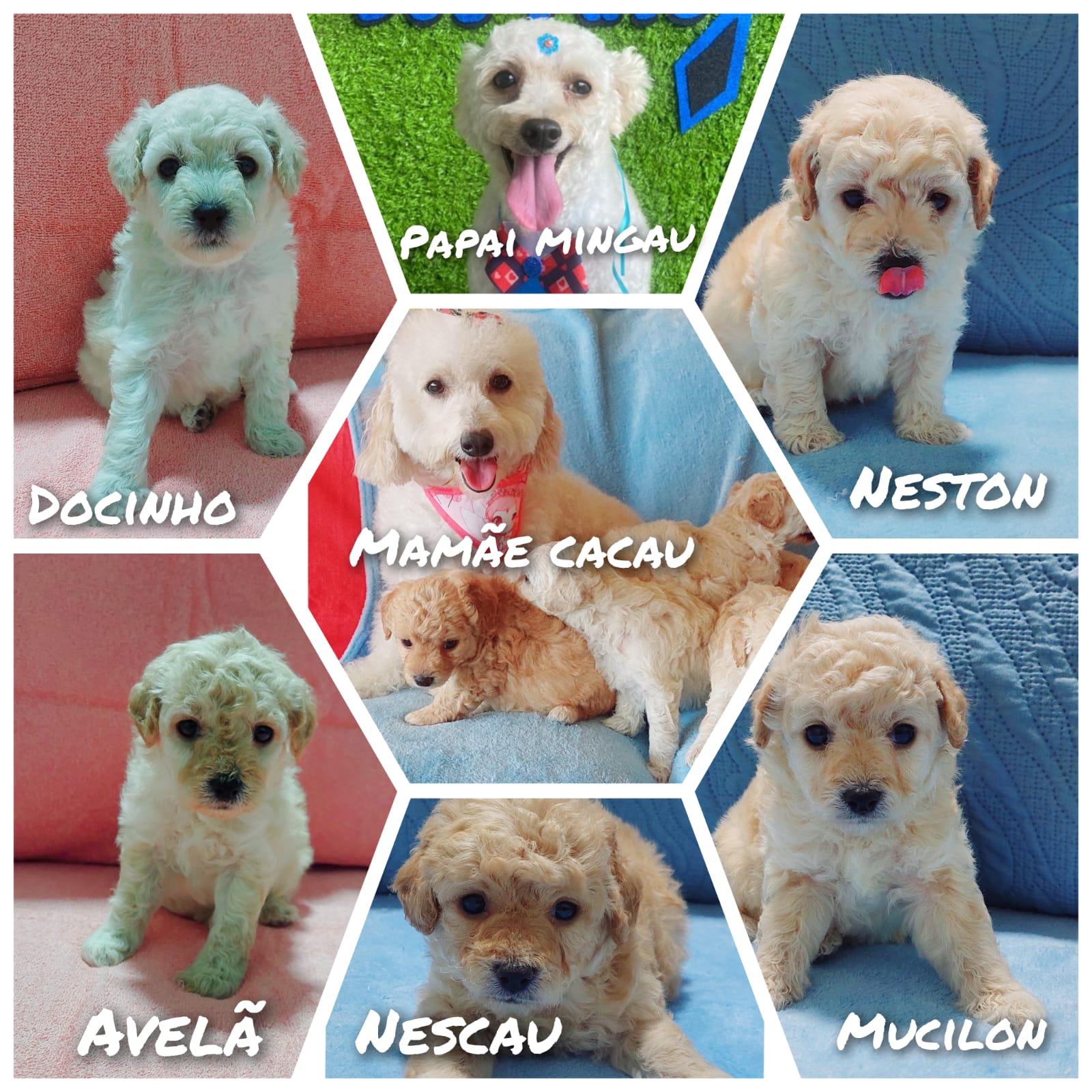 Portal Vendocão Poodle Anão  Manaus