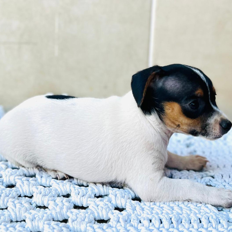 Lindos filhotes  de pinscher - Foto 4