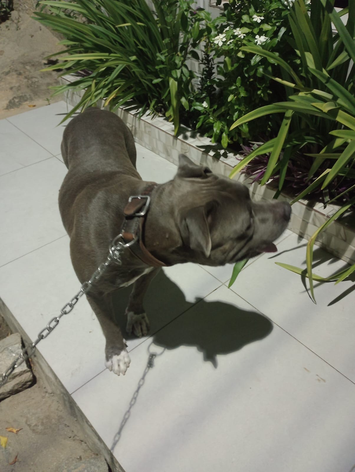 Portal Vendocão Vende - Se pit monster  União dos Palmares 