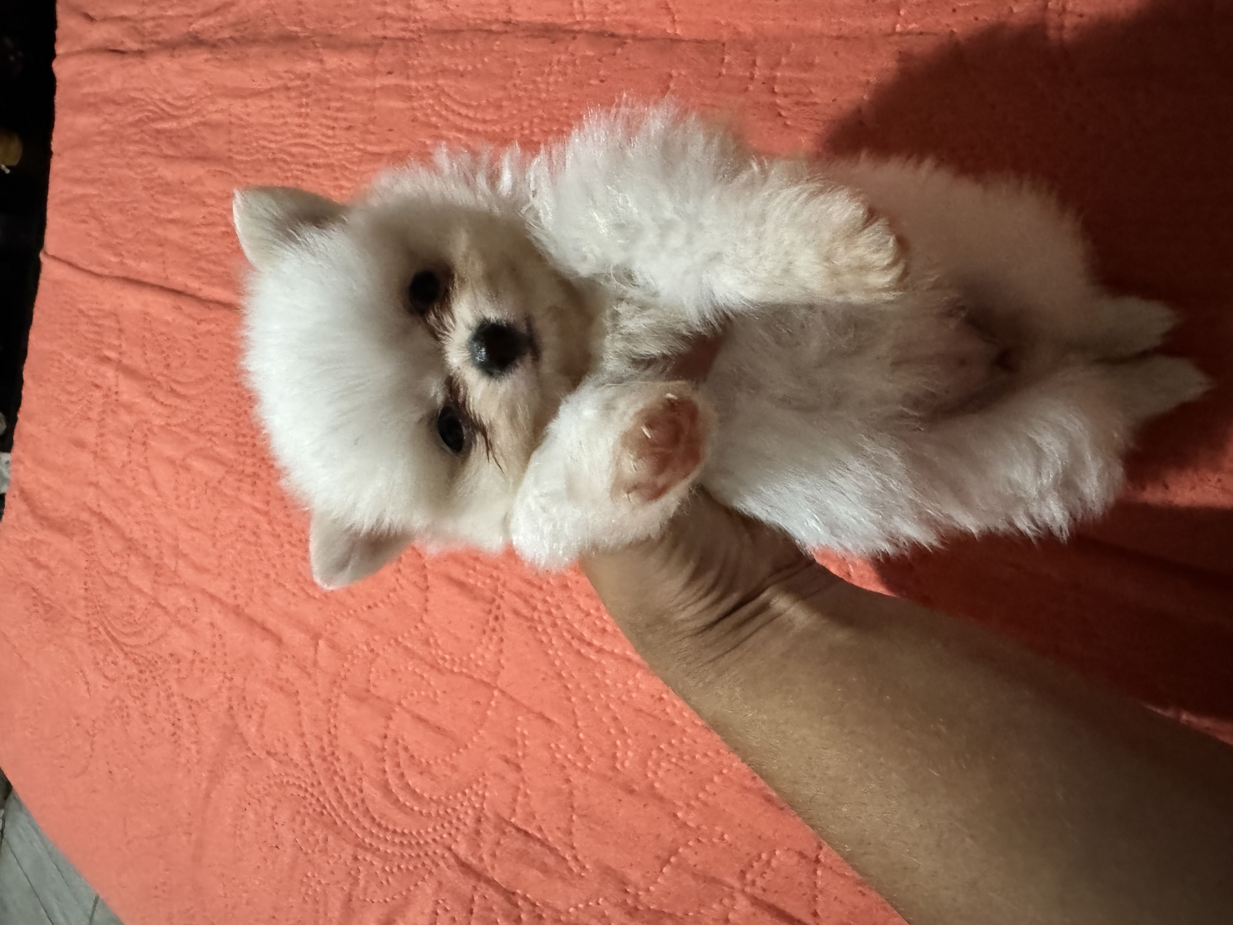 Vendo filhotes fêmea de Lulu da pomerania  - Foto 5