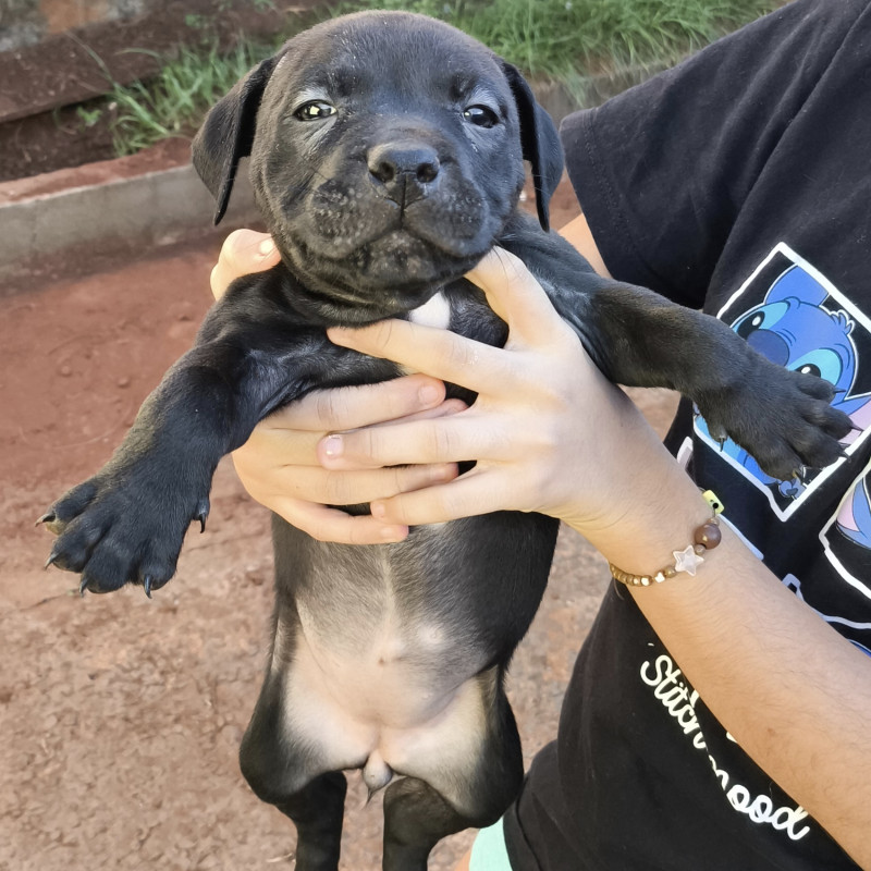 Filhotes de Pit Bull - Foto 1