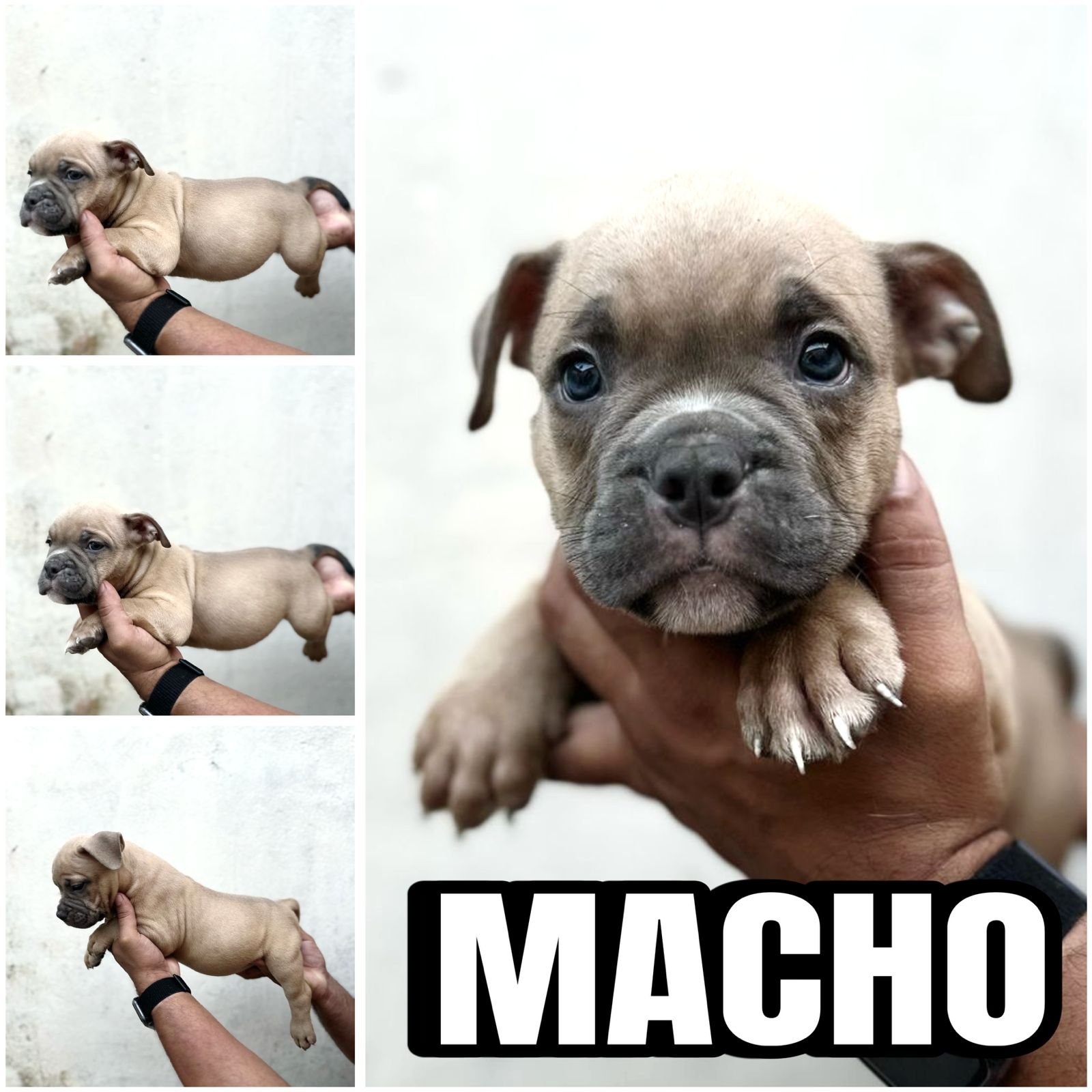 AMERICAN BULLY COM PEDIGREE - Foto 1