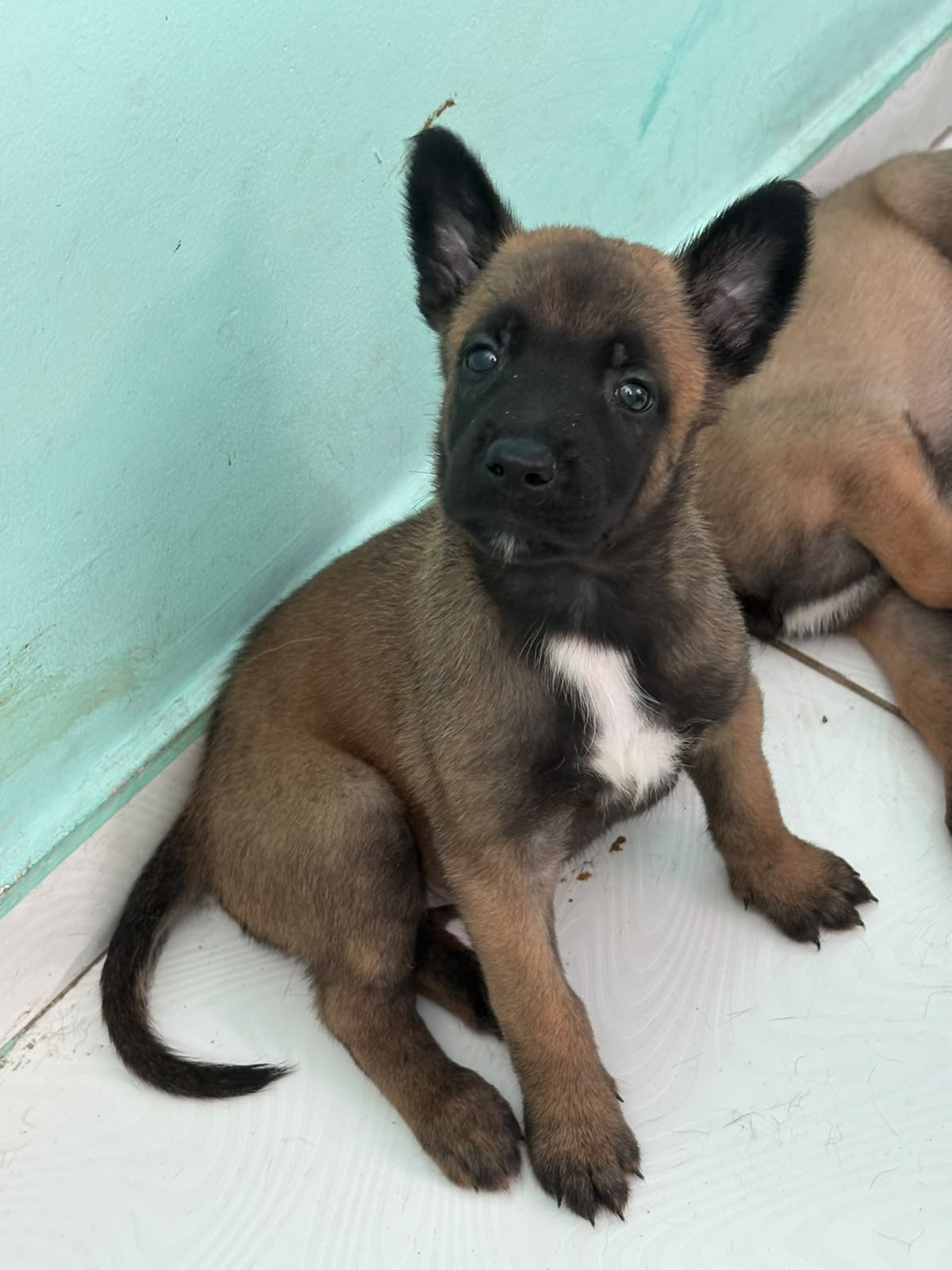 Vende-se  - Foto 2