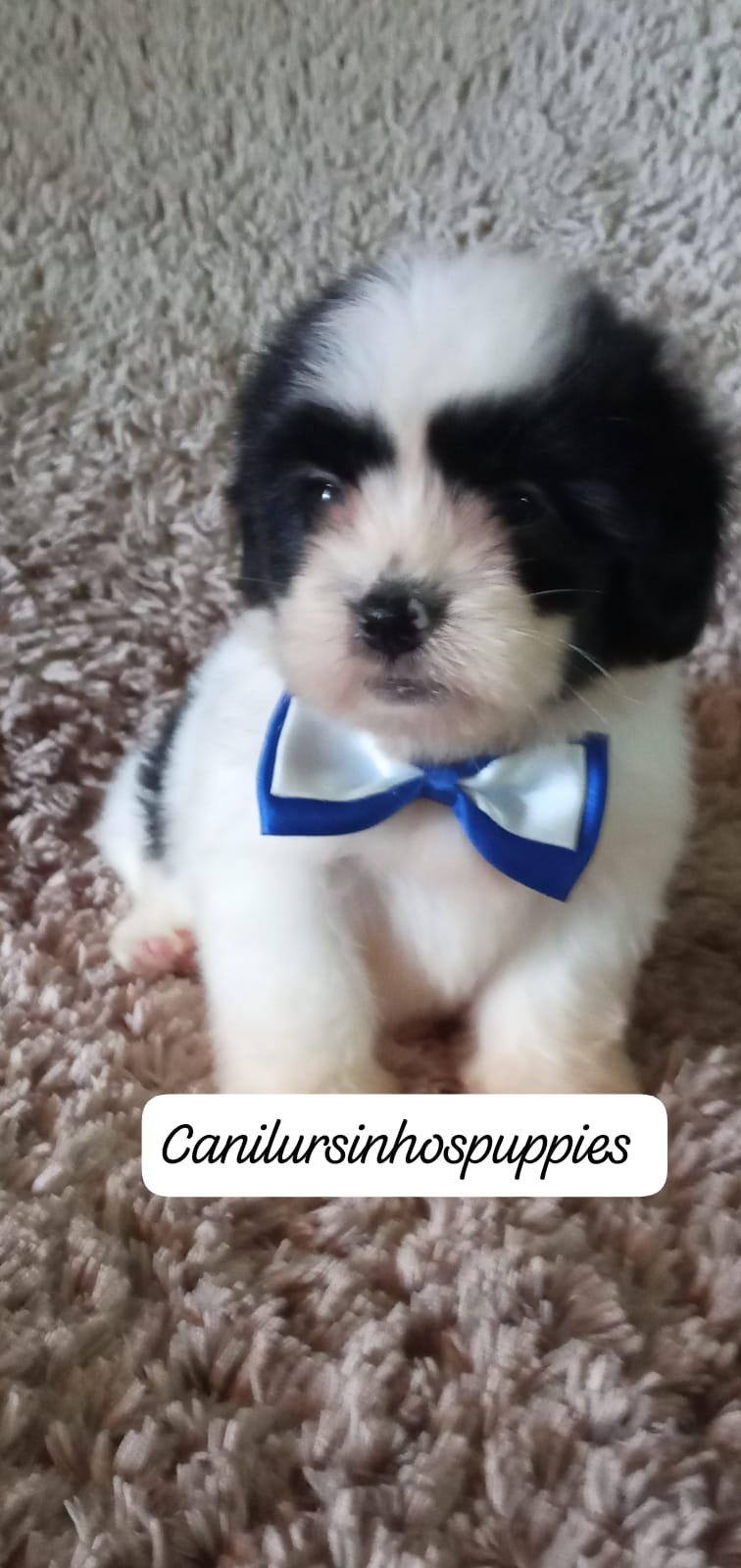 lhasa apso #canilursinhospuppies garanta já o seu ! - Foto 5