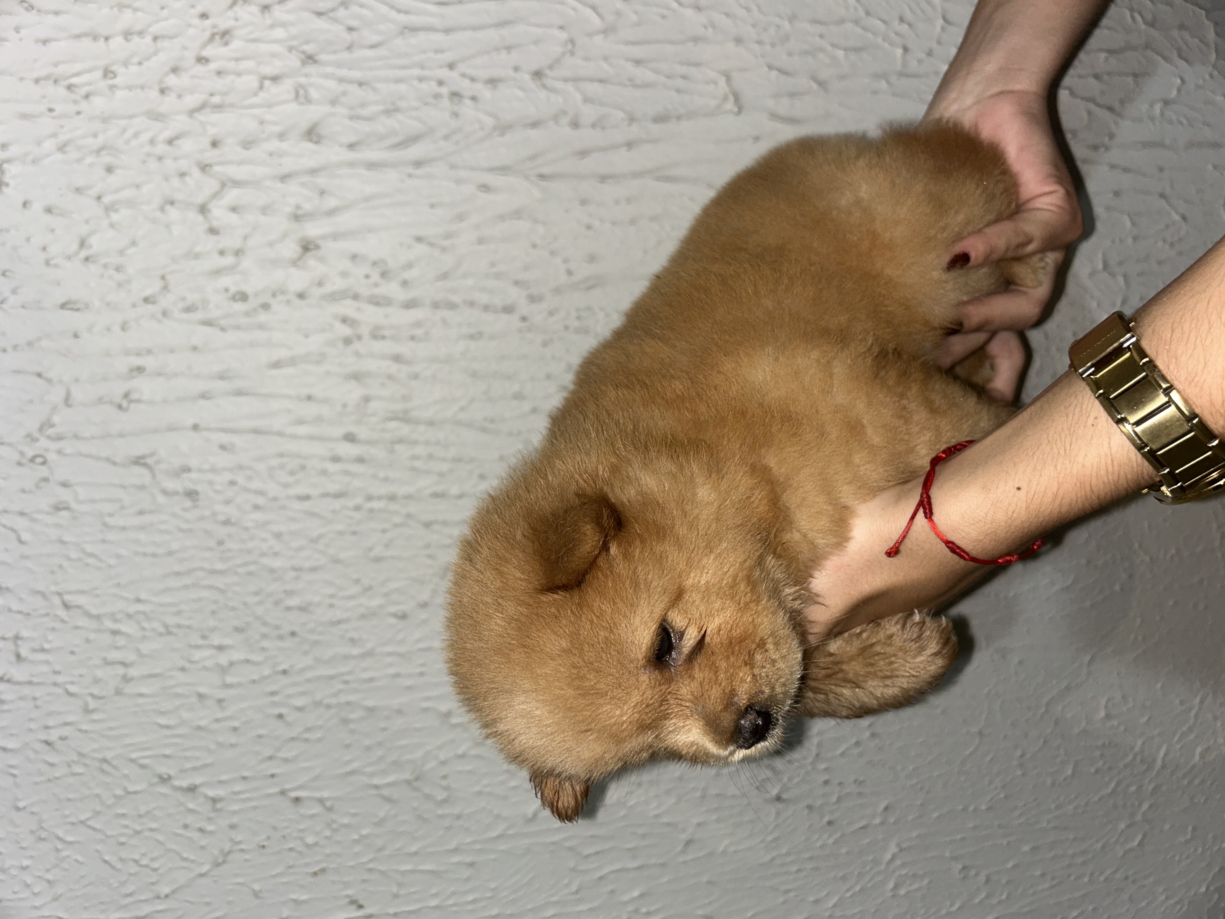 Portal Vendocão Filhote Chow Chow Arapiraca