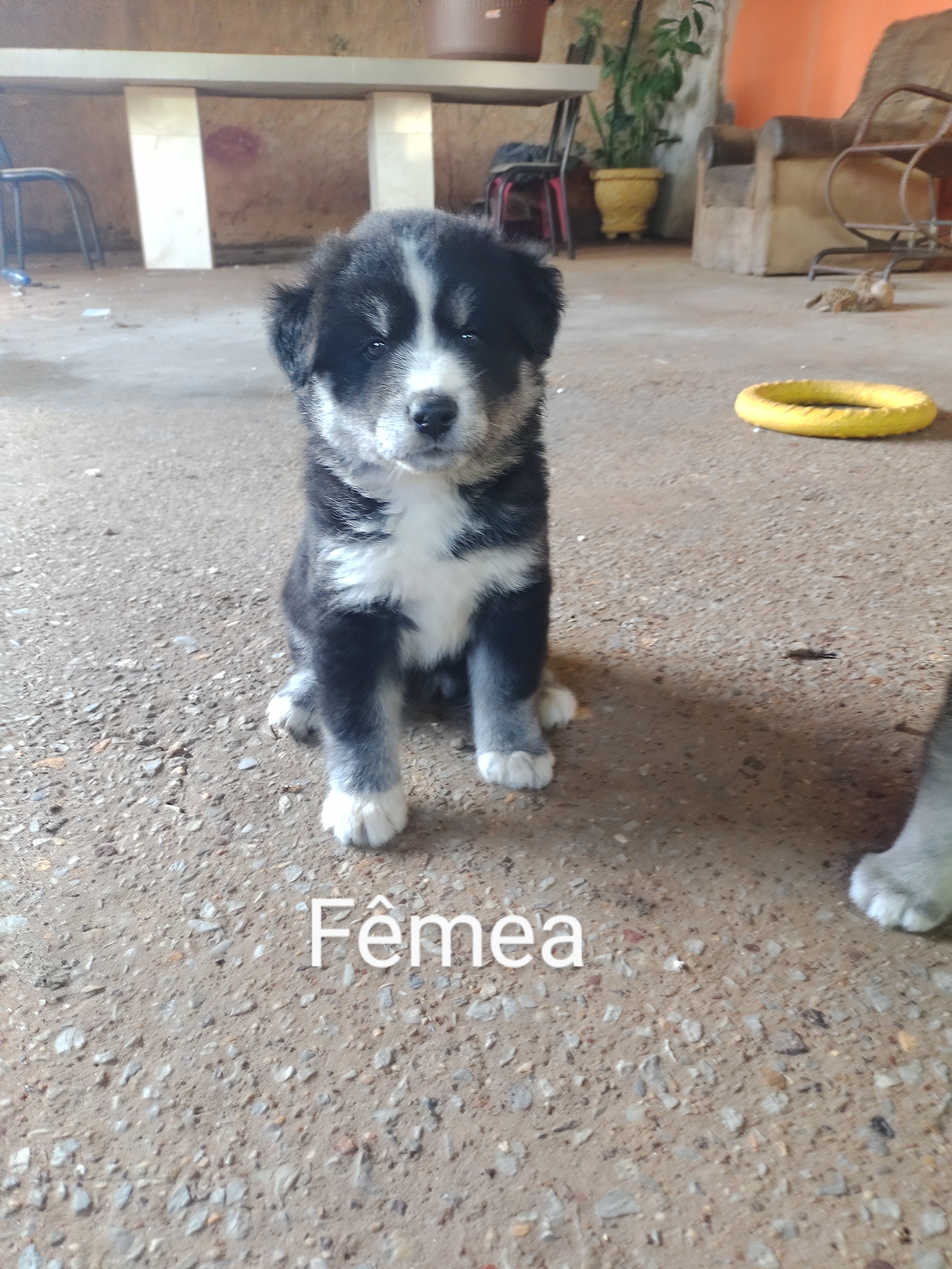 Portal Vendocão Filhotes de Husky com Akita Inu  Águas Lindas de Goiás