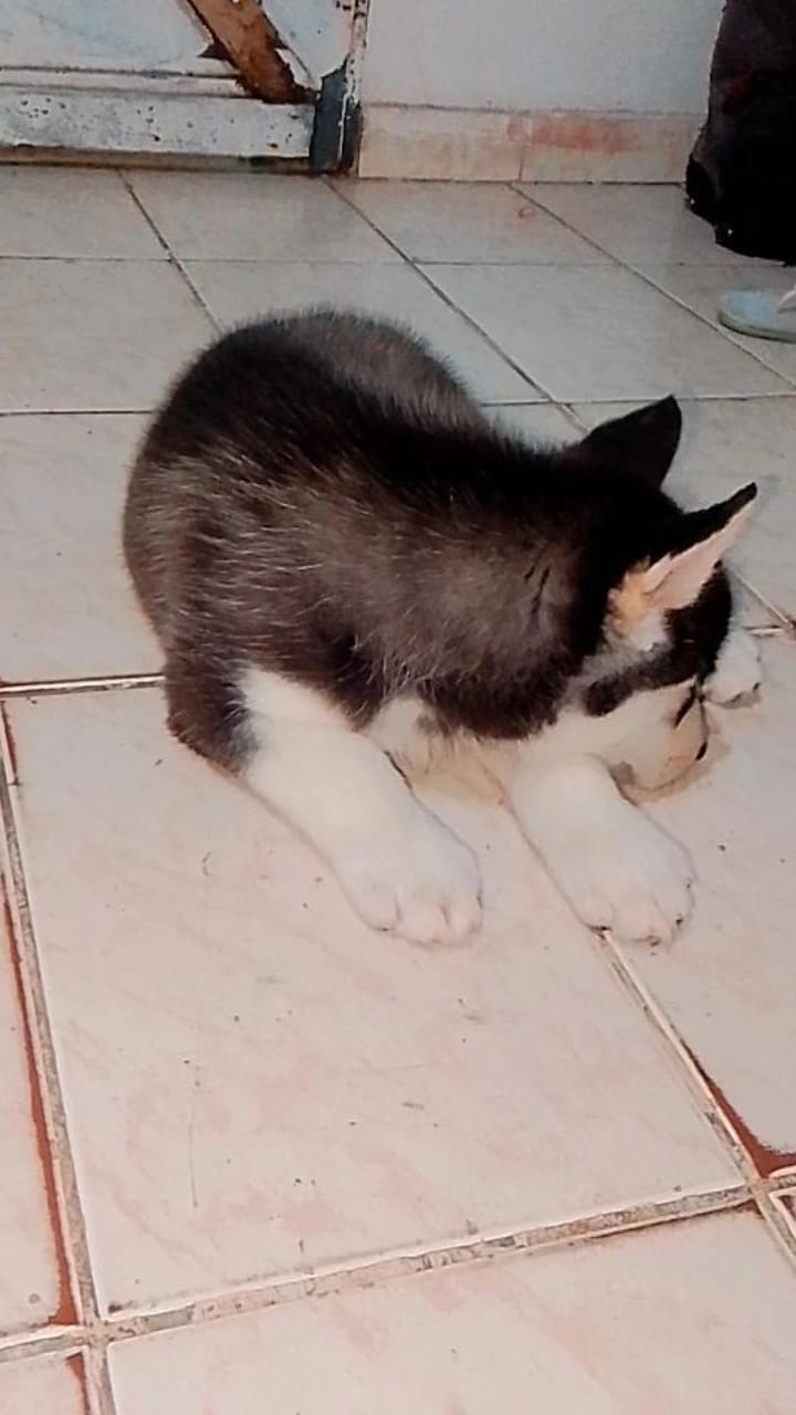 Filhote de husky siberiano macho  - Foto 1