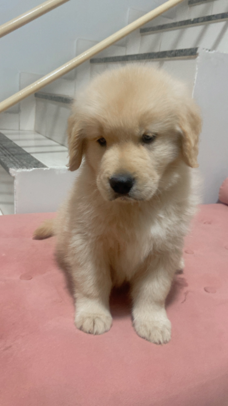 Portal Vendocão Vendo Golden Retriever  Santa Luzia 