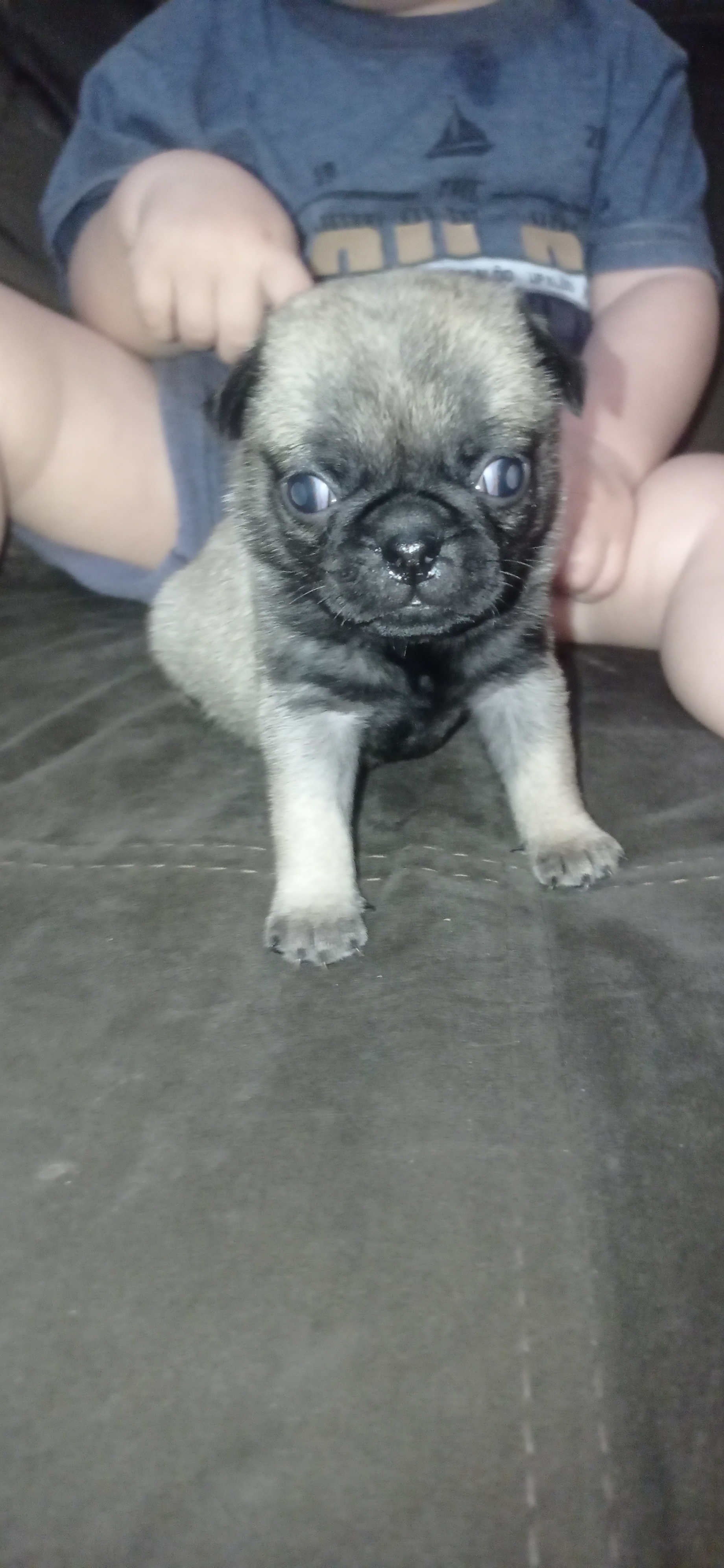 Portal Vendocão Filhotes de Pug  Maringá pr