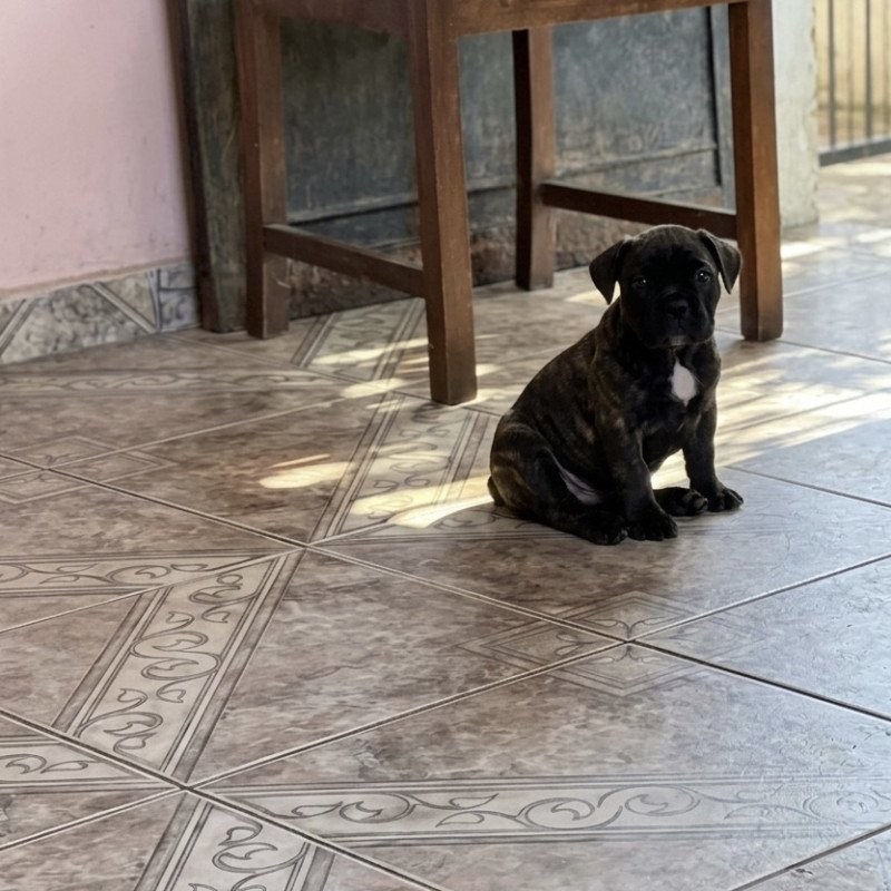 2fofuras procurando um lar! - Foto 4