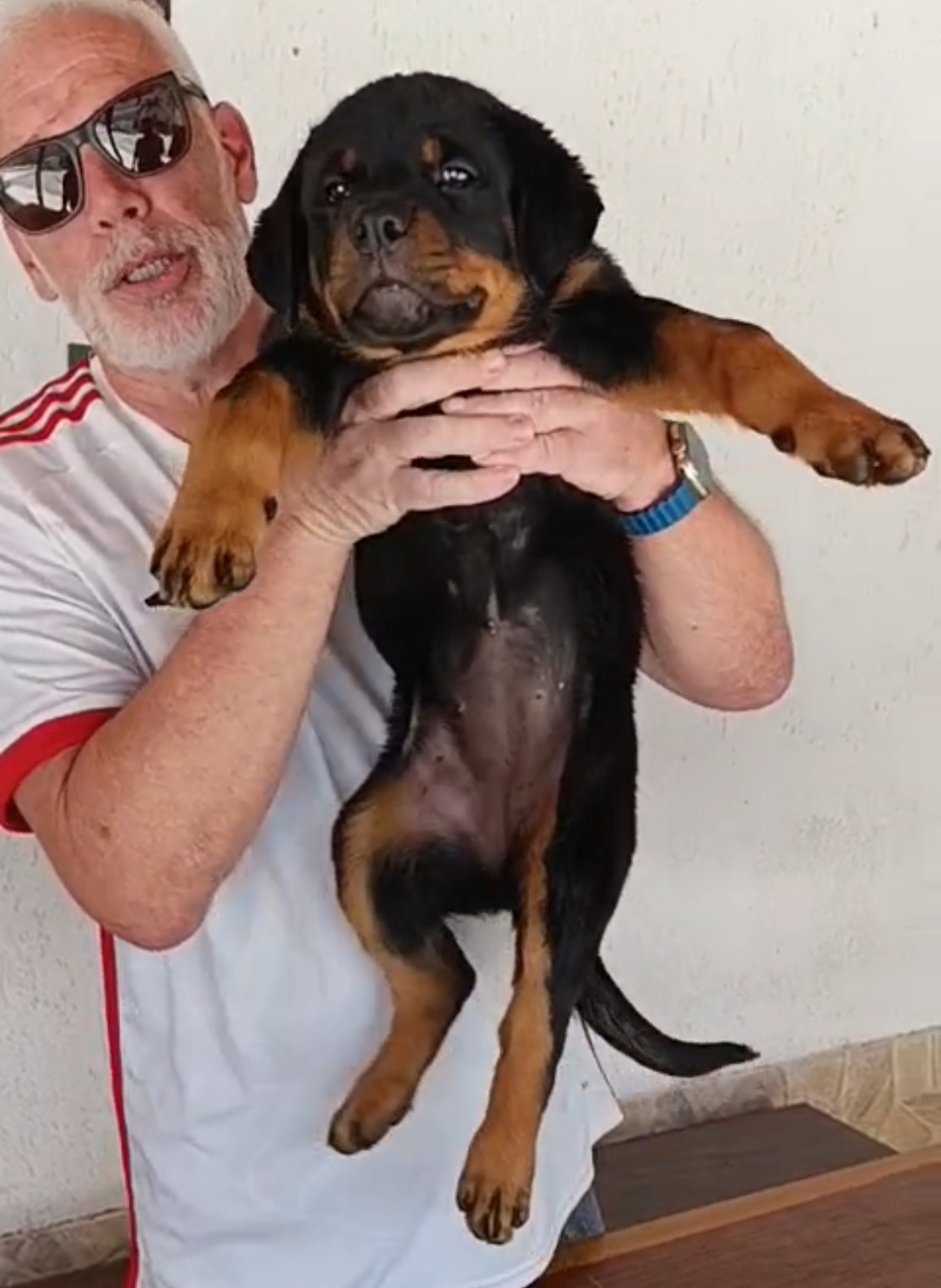 ROTTWEILER PEDIGREE CBKC - Foto 1