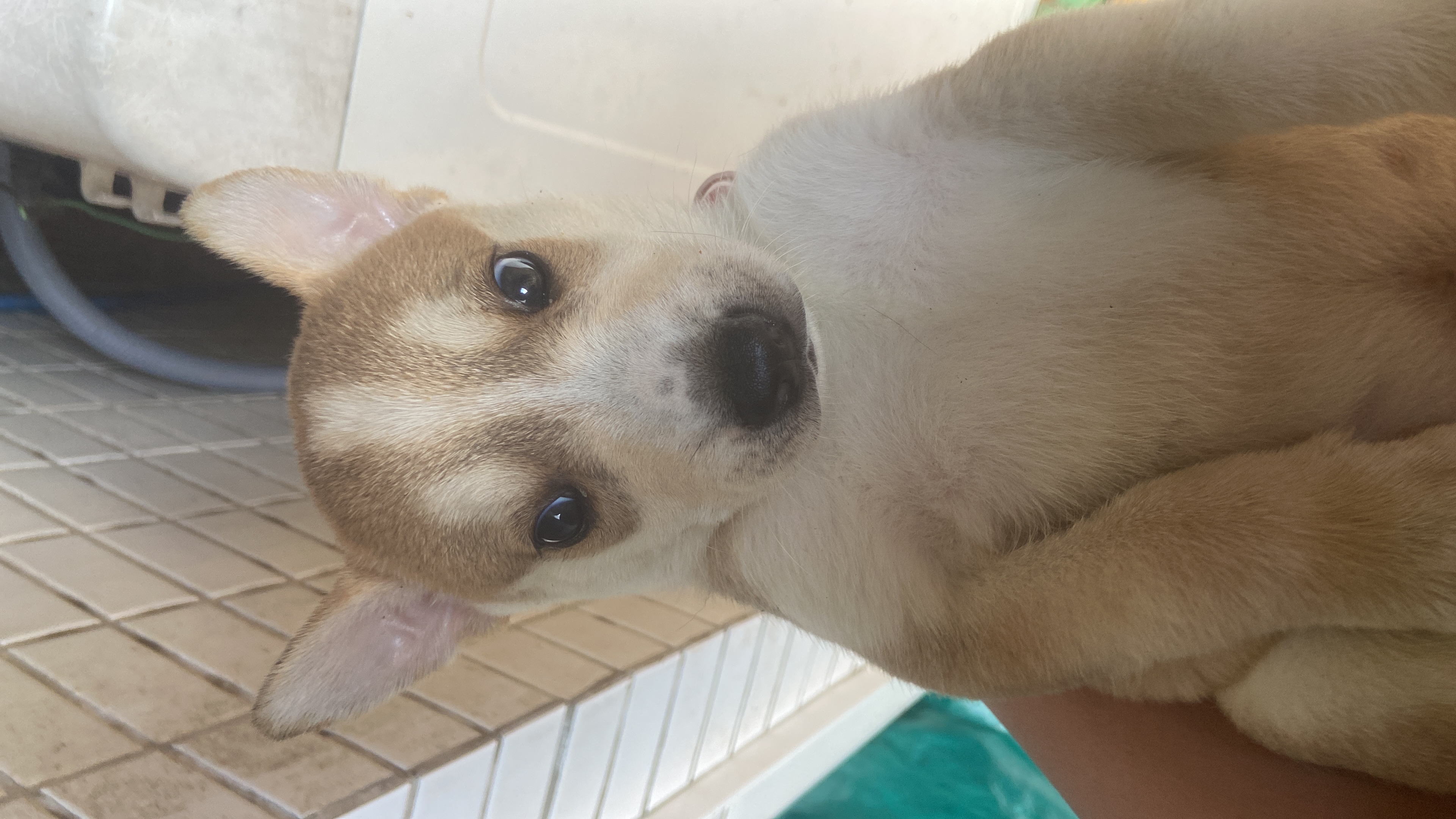 Filhote de Husky siberiano a venda - Foto 4