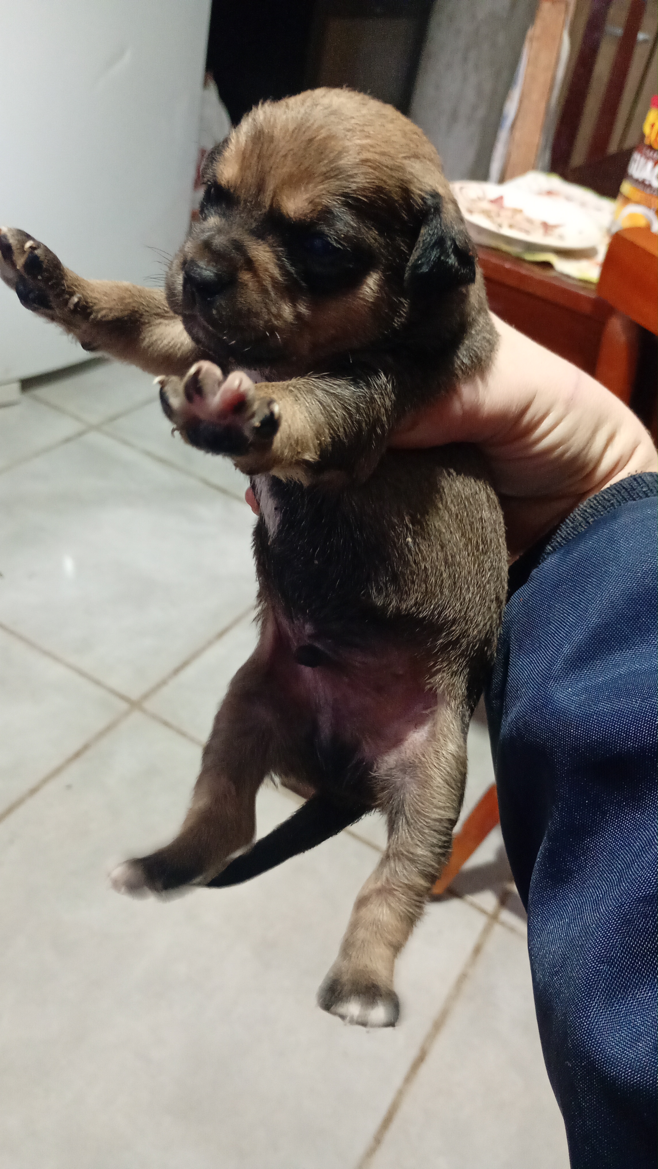  pug misturado com shih Tzu - Foto 2