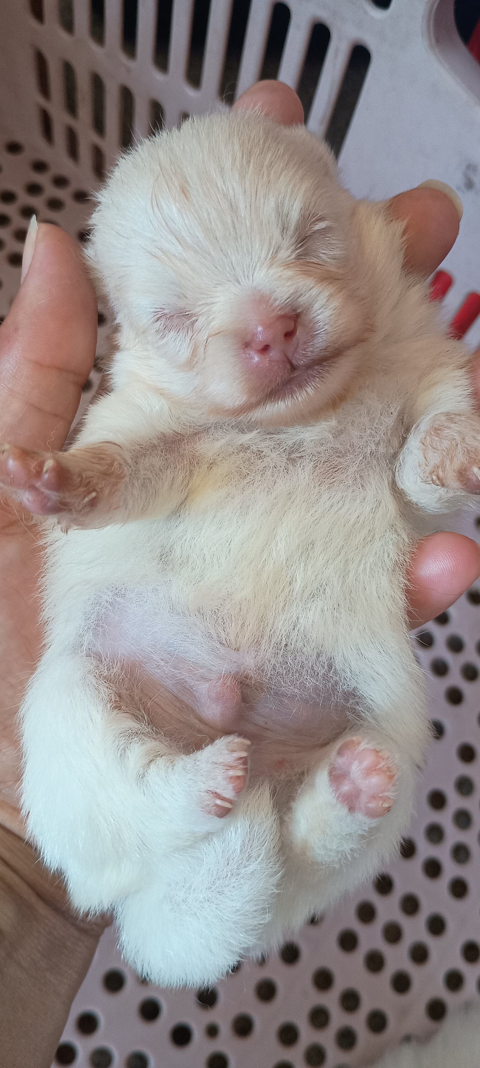 Lulu da Pomerânia Anão(spitz alemão anão) - Foto 1