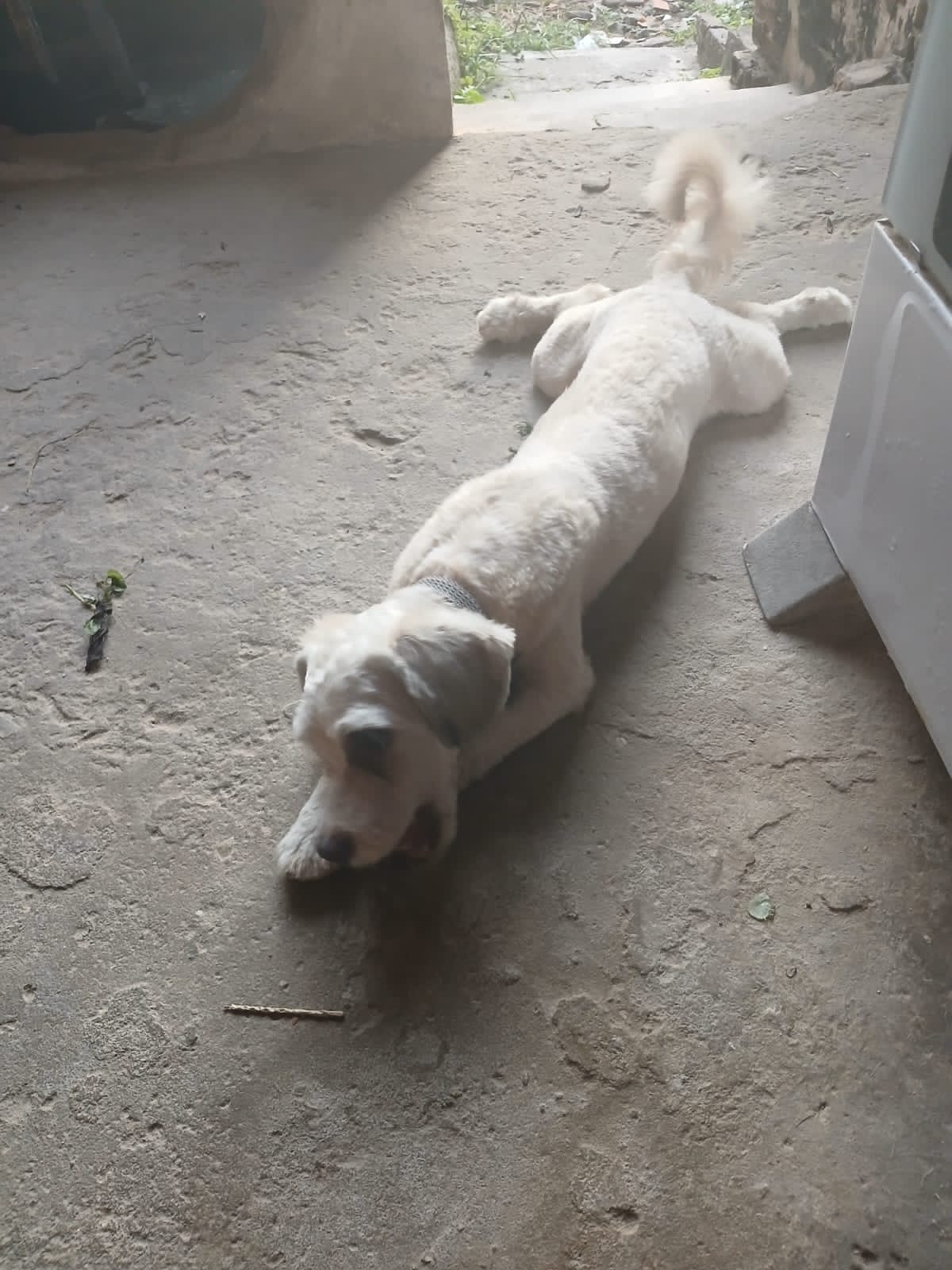 Portal Vendocão Vendo poodle 7 meses  São luis