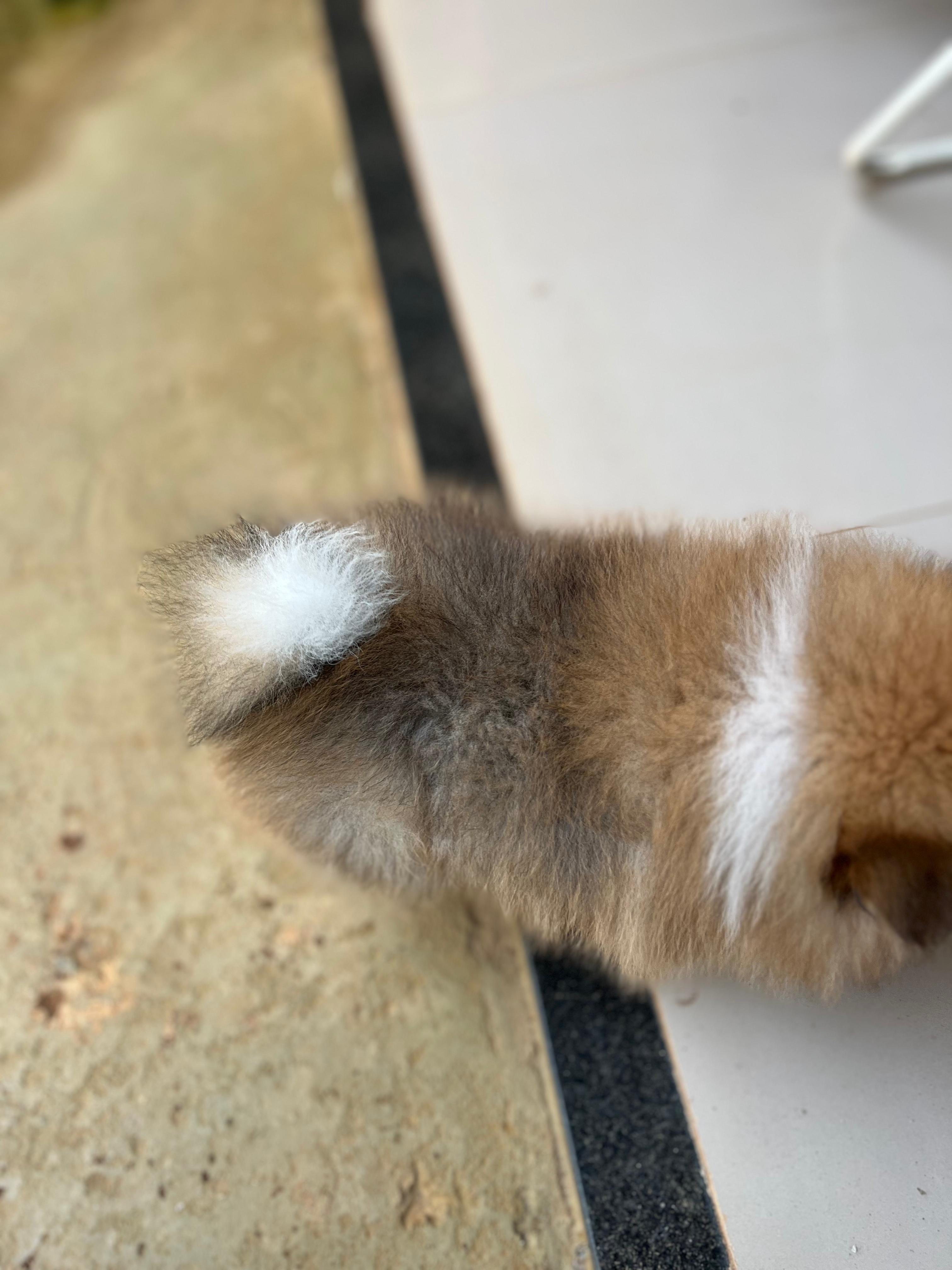Portal Vendocão Lulu da pomerania anao  Senador Canedo