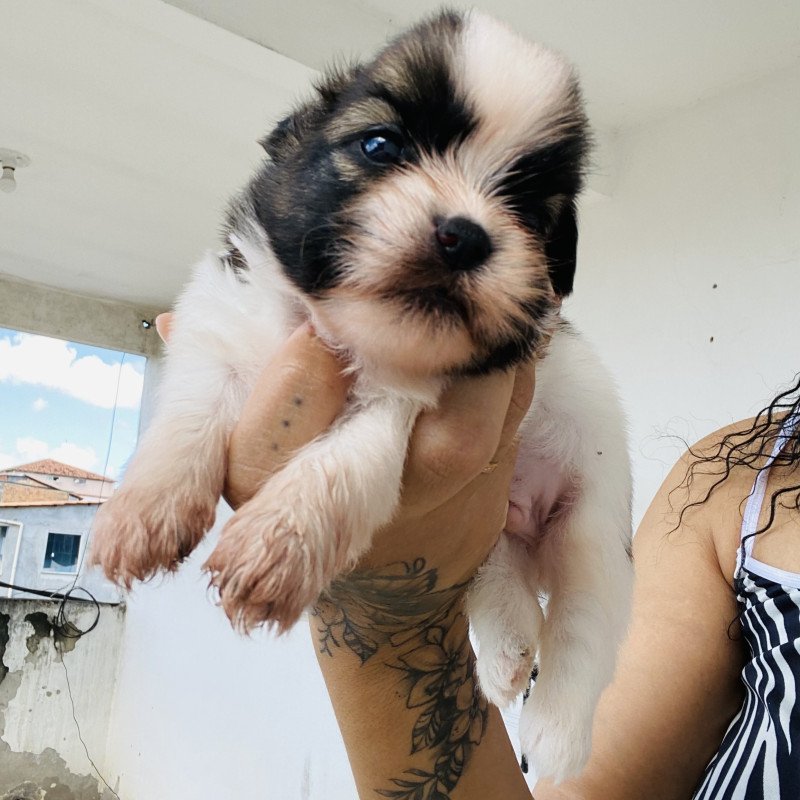 Filhotes de Shihtzu
