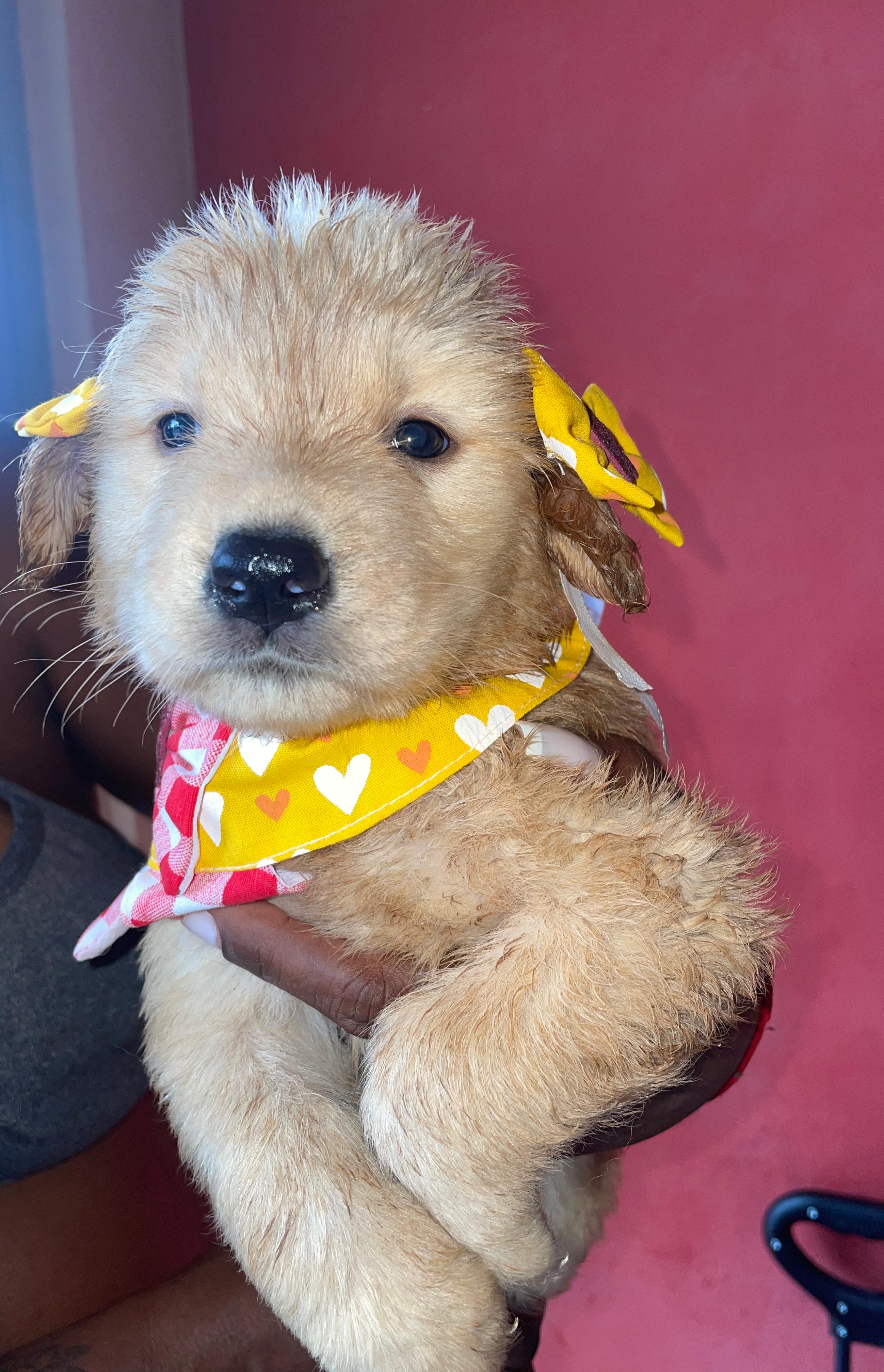 Portal Vendocão Golden Retriever RIO DE JANEIRO