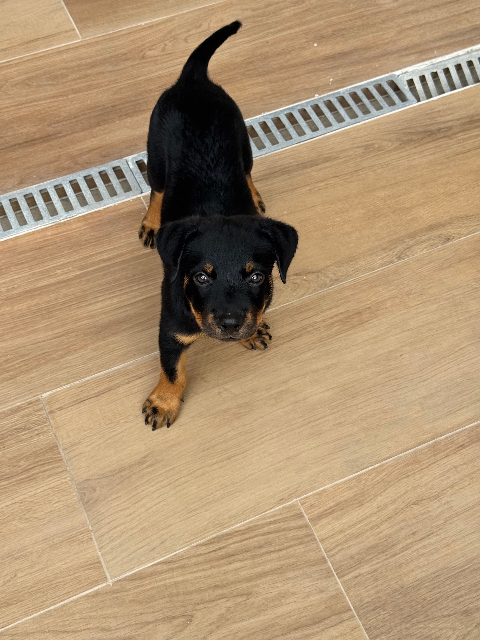 Rottweiler 2 meses