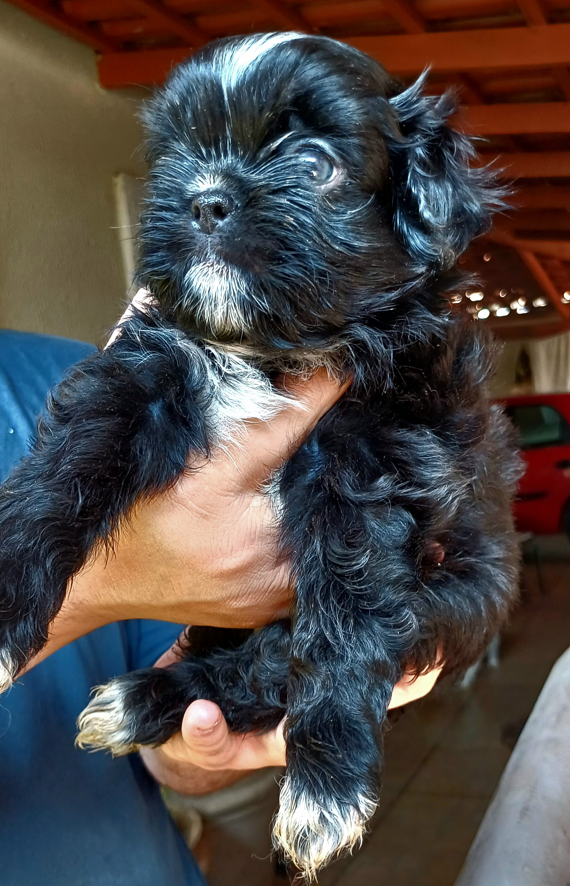 Portal Vendocão Shih tzu perfeitos olhos verdes/azulados Goiânia