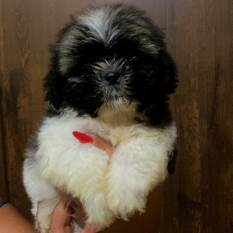 Vendo shih tzu - Foto 2