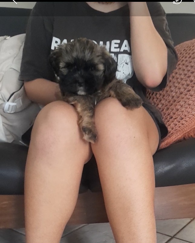 Fêmea Shih Tzu - Foto 2