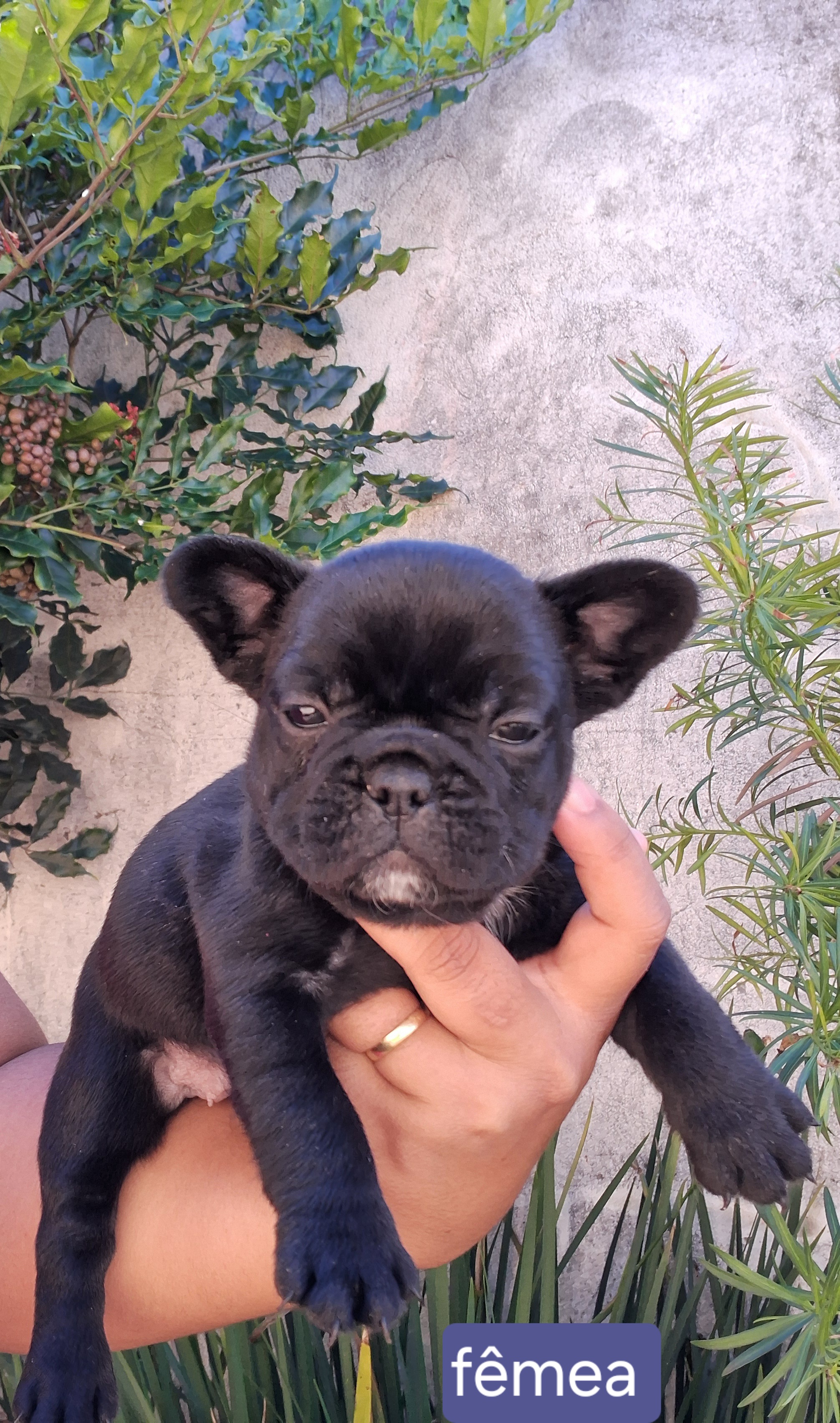 Filhotes de Bulldog francês  - Foto 2