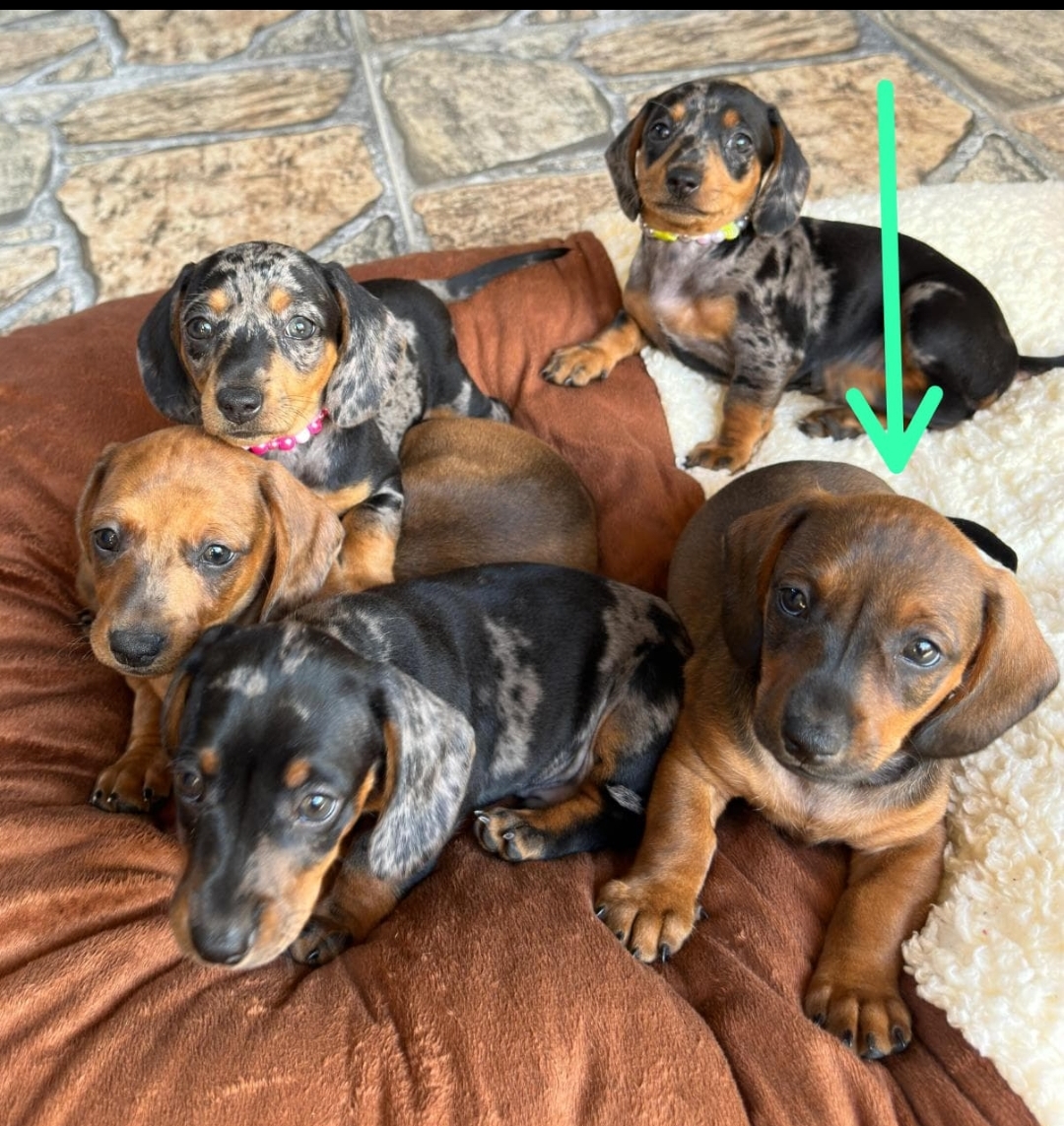 Portal Vendocão Vendo filhote de DACHSHUND Macho  Juiz de Fora