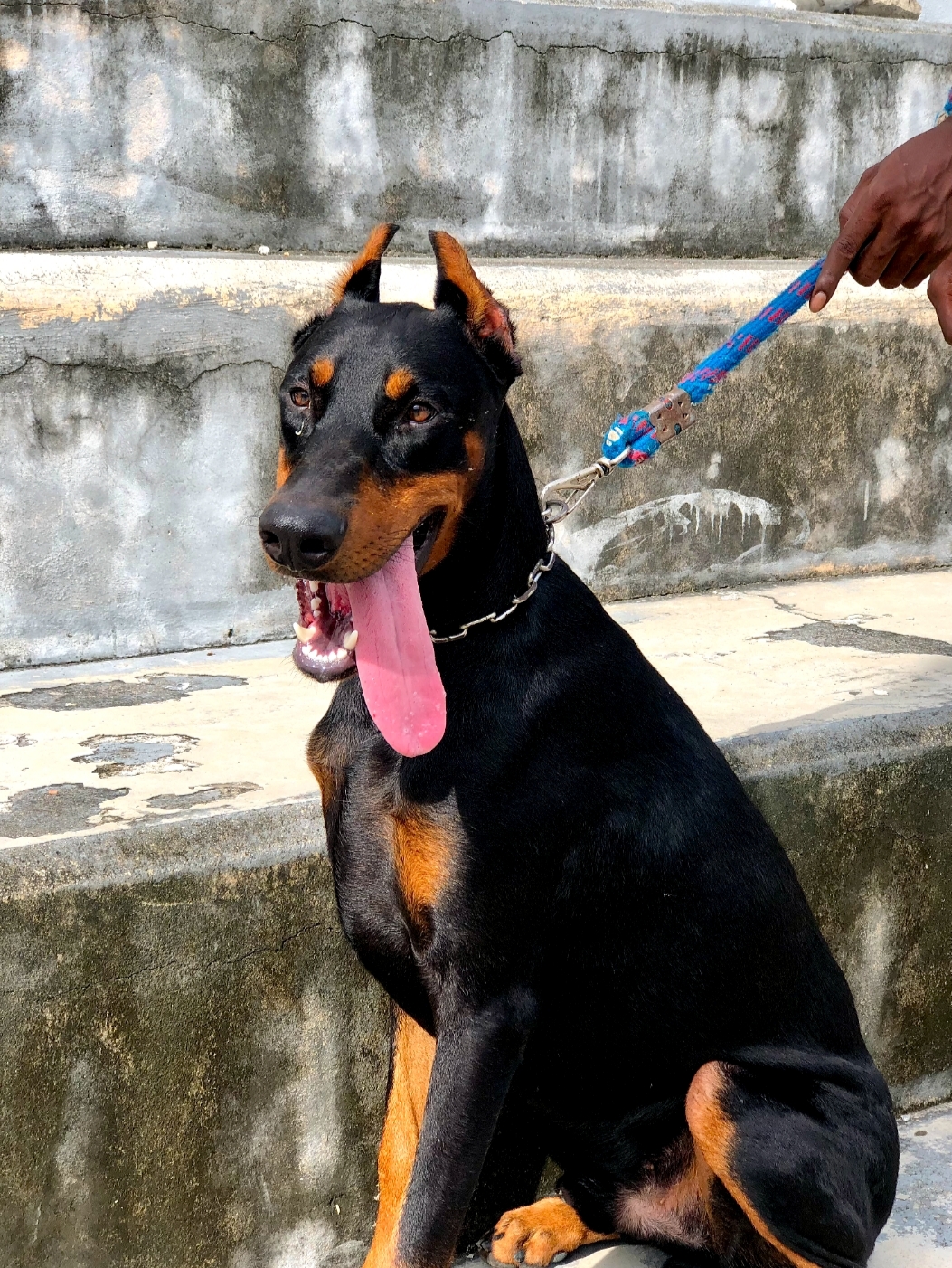 Vendo meu Doberman  - Foto 1
