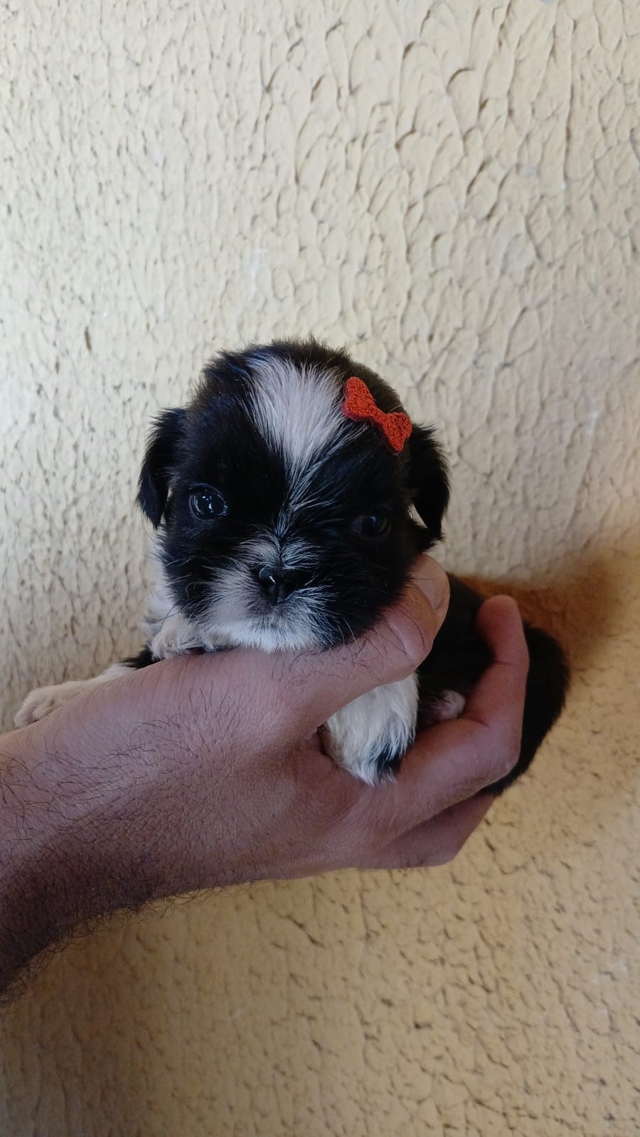 Portal Vendocão FILHOTES DE SHIHTZU DISPONIVEIS Natal