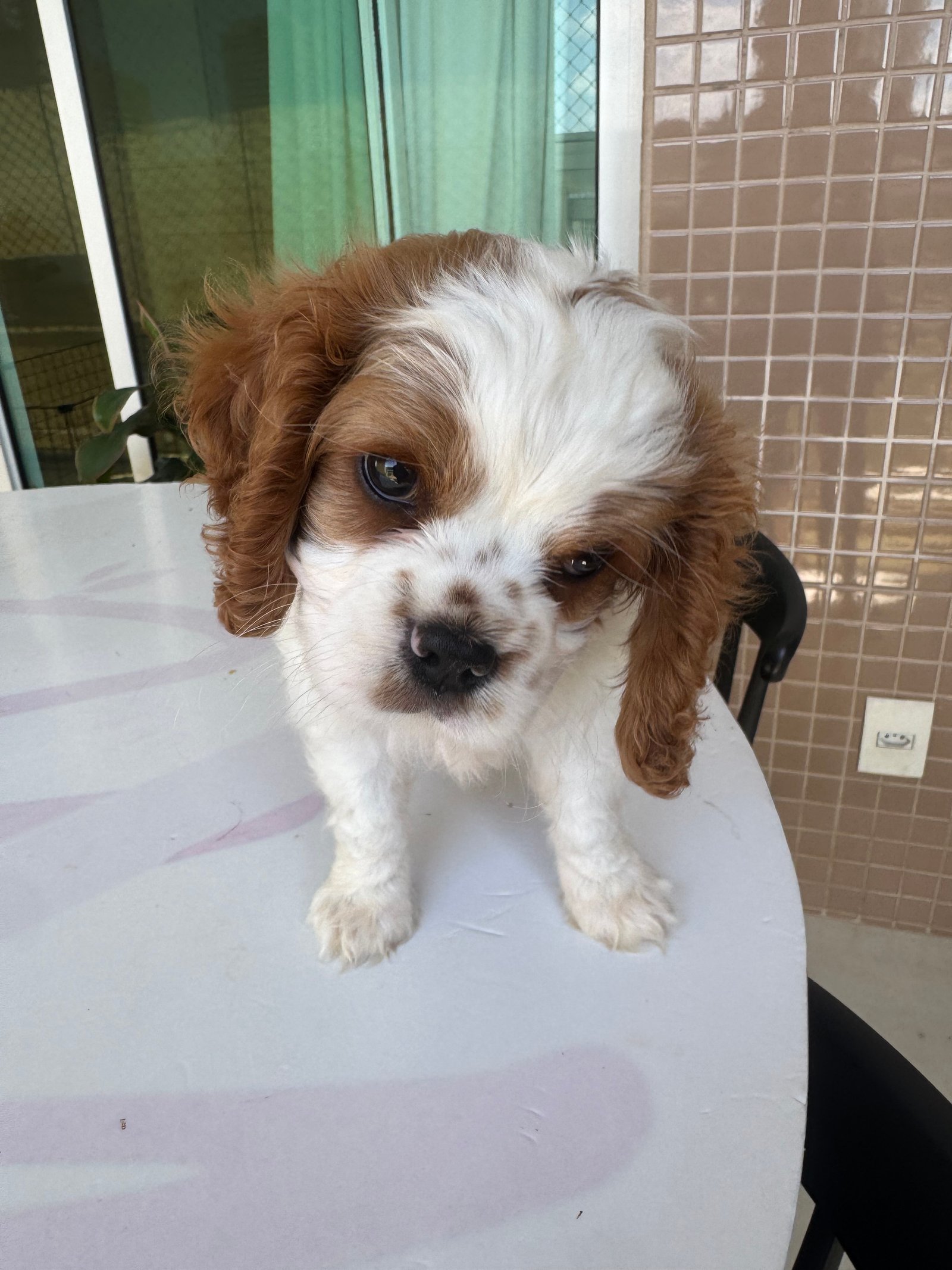 Filhote Cavalier macho - Foto 2
