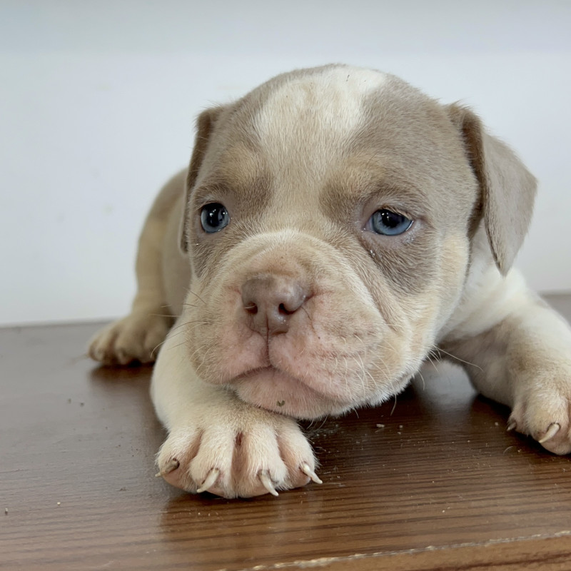 American bully - Foto 2