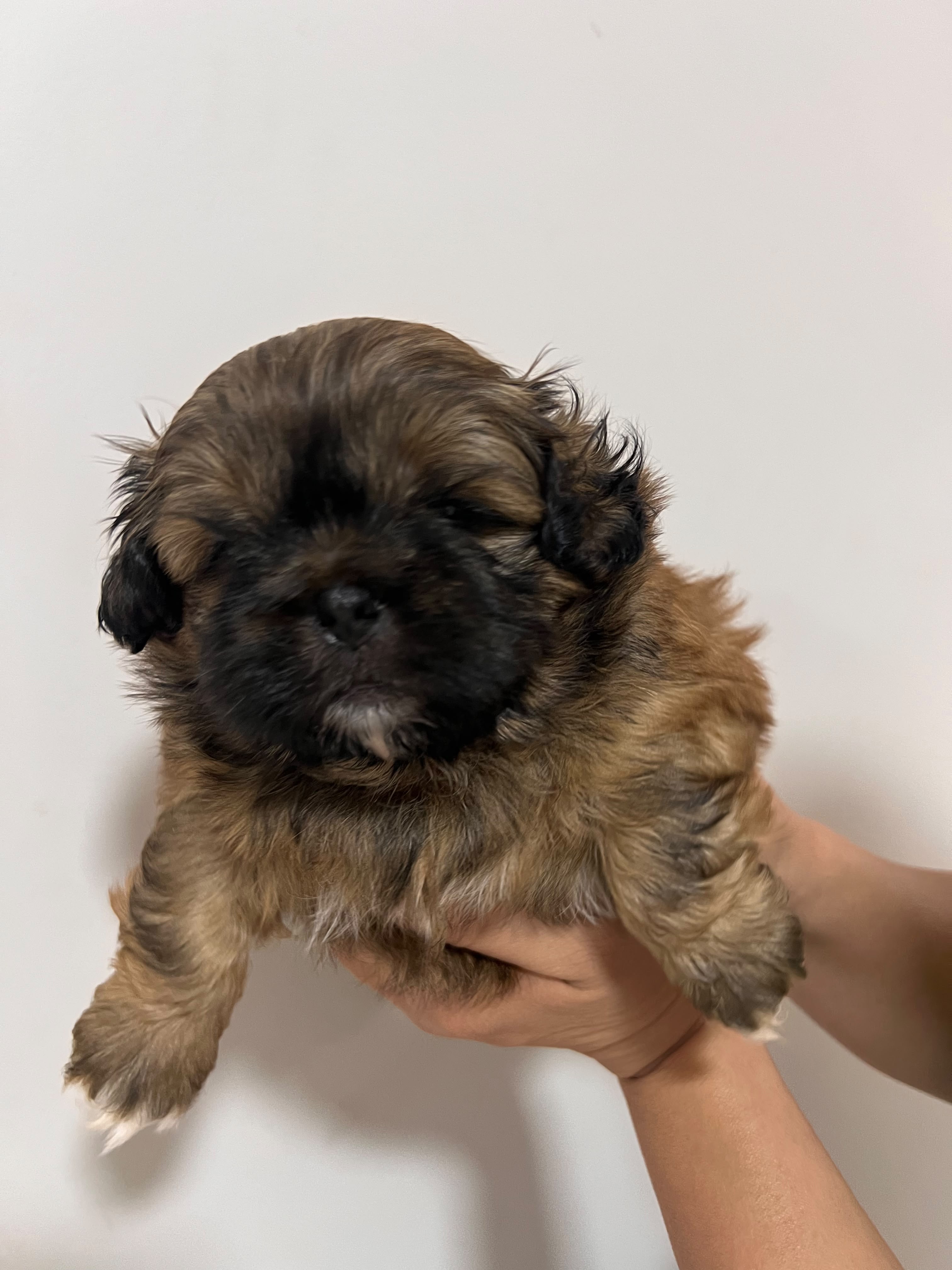 Vendo filhote de shih tzu - Foto 1