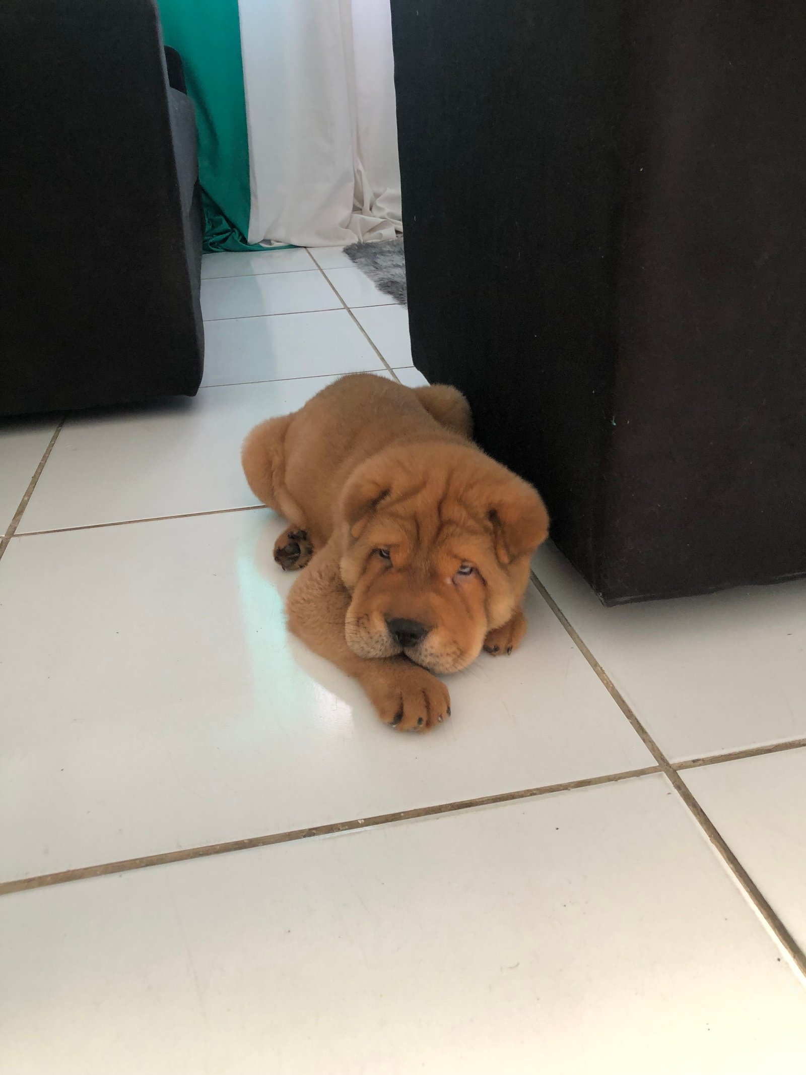 Vendo filhote de Chow Chow com Shar pei - Foto 1