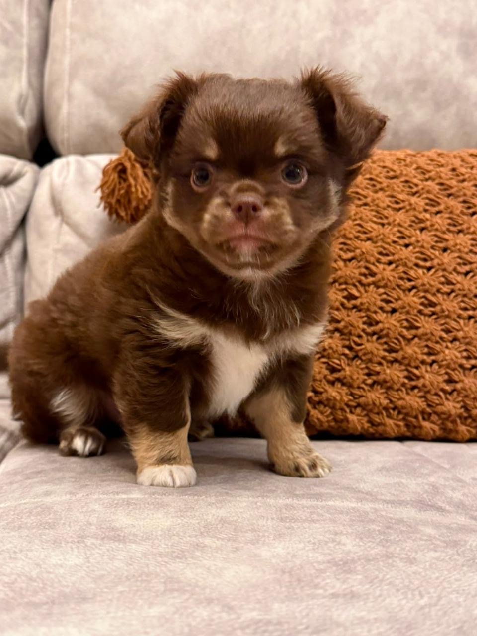 Chihuahua pelo longo - Foto 1