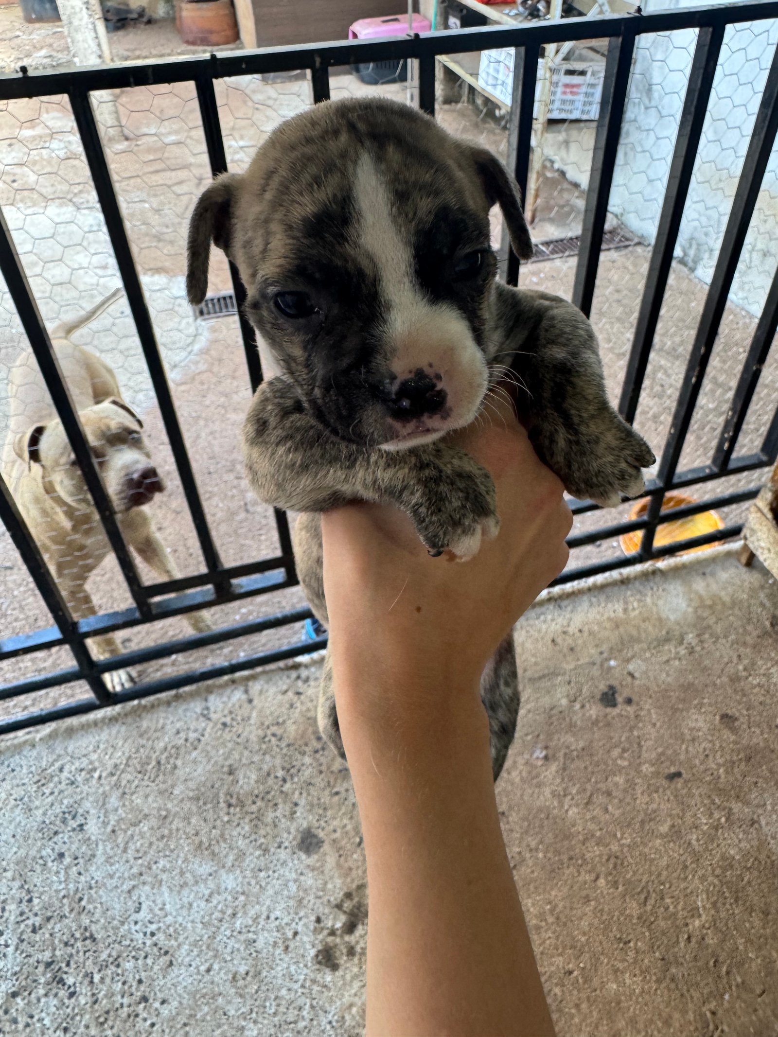 Pitbull + buldogue francês  - Foto 2