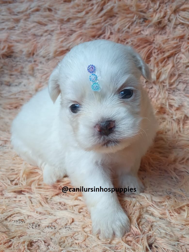 maltes lindos bebes pronta entrega #CANILURSINHOSPUPPIES  - Foto 2