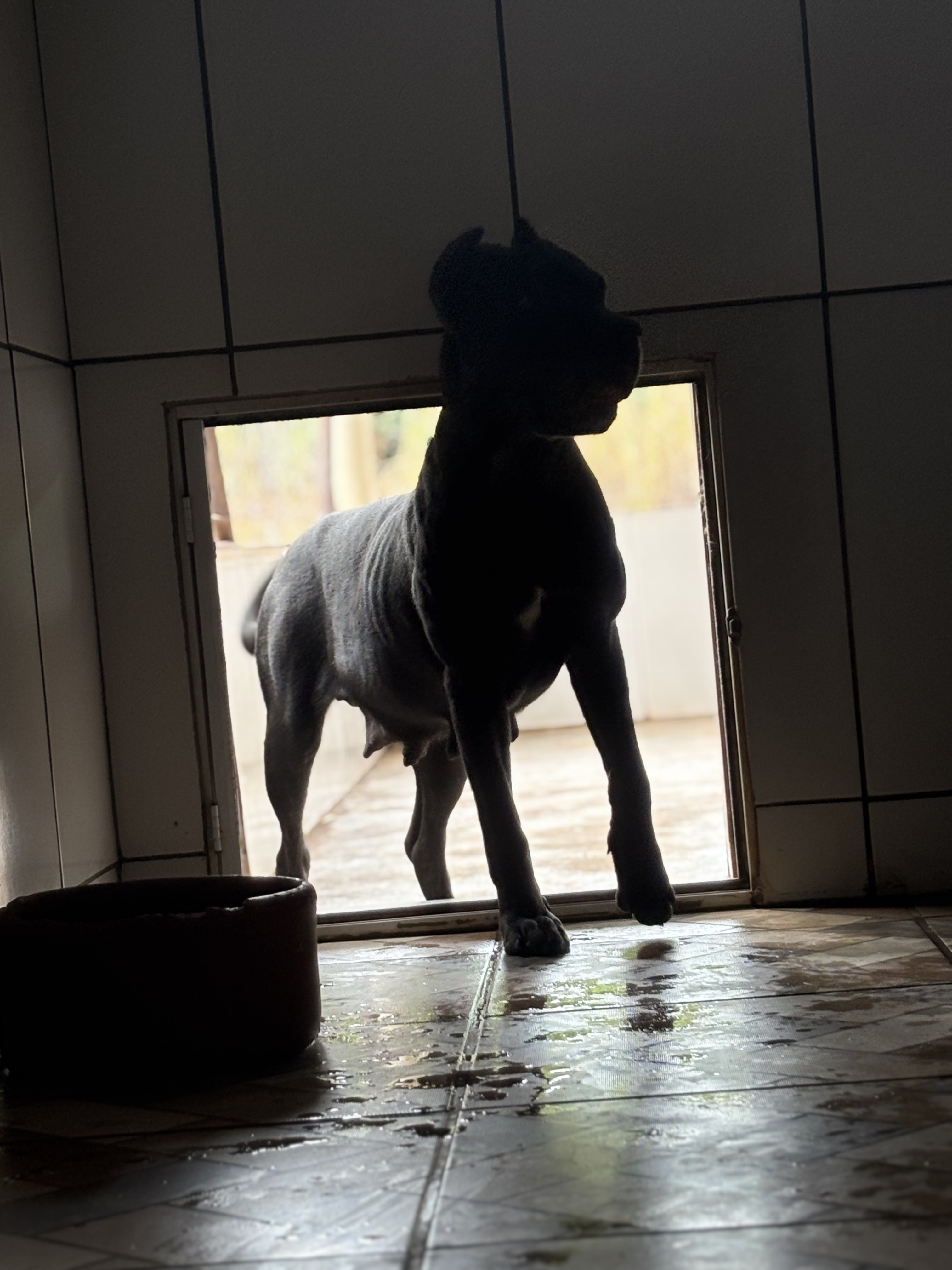 Portal Vendocão Cane Corso Cinza 5 fêmeas e 1 macho  Campinas sp 