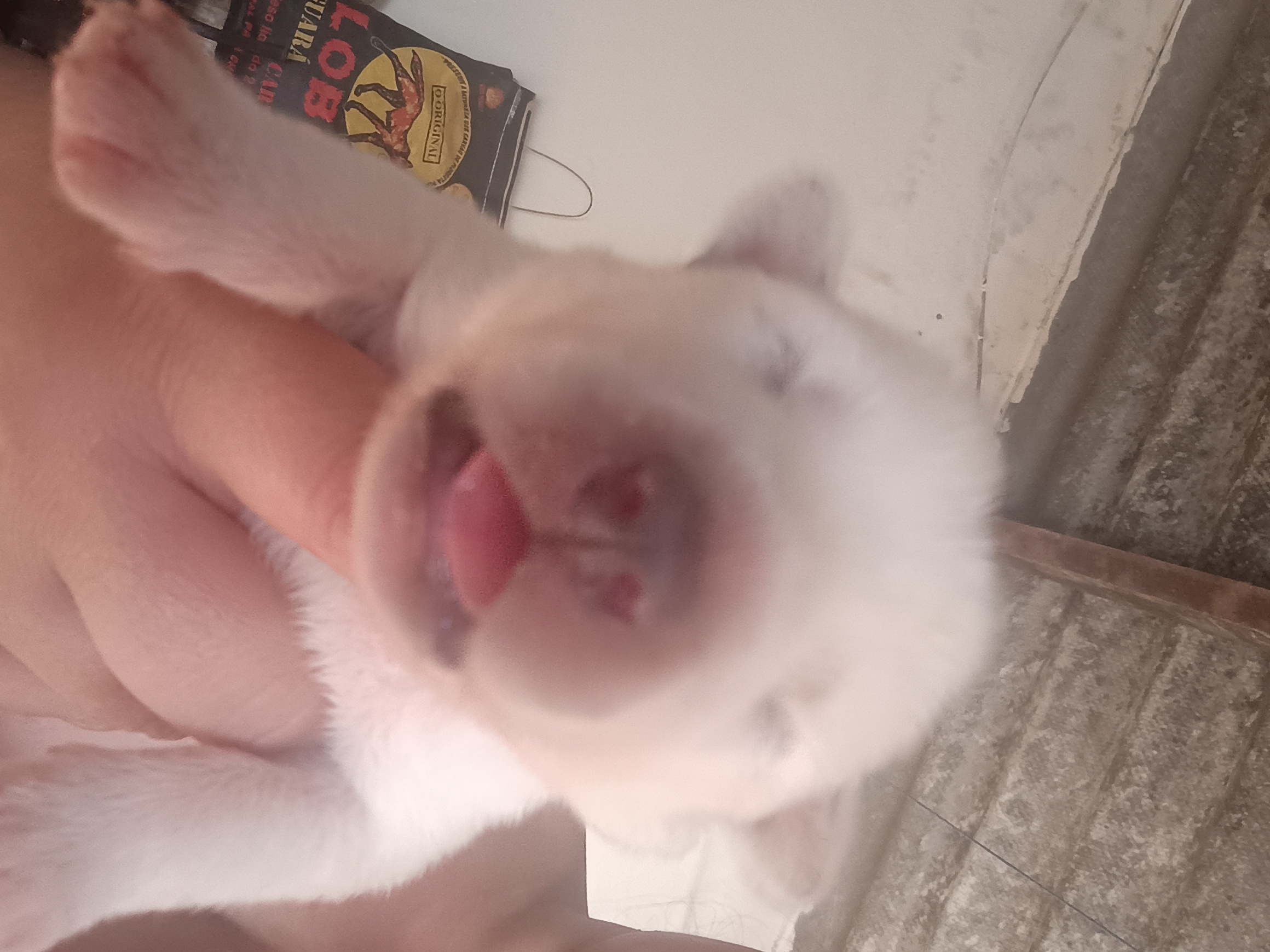 Portal Vendocão Filhote de Husky  Uberlândia