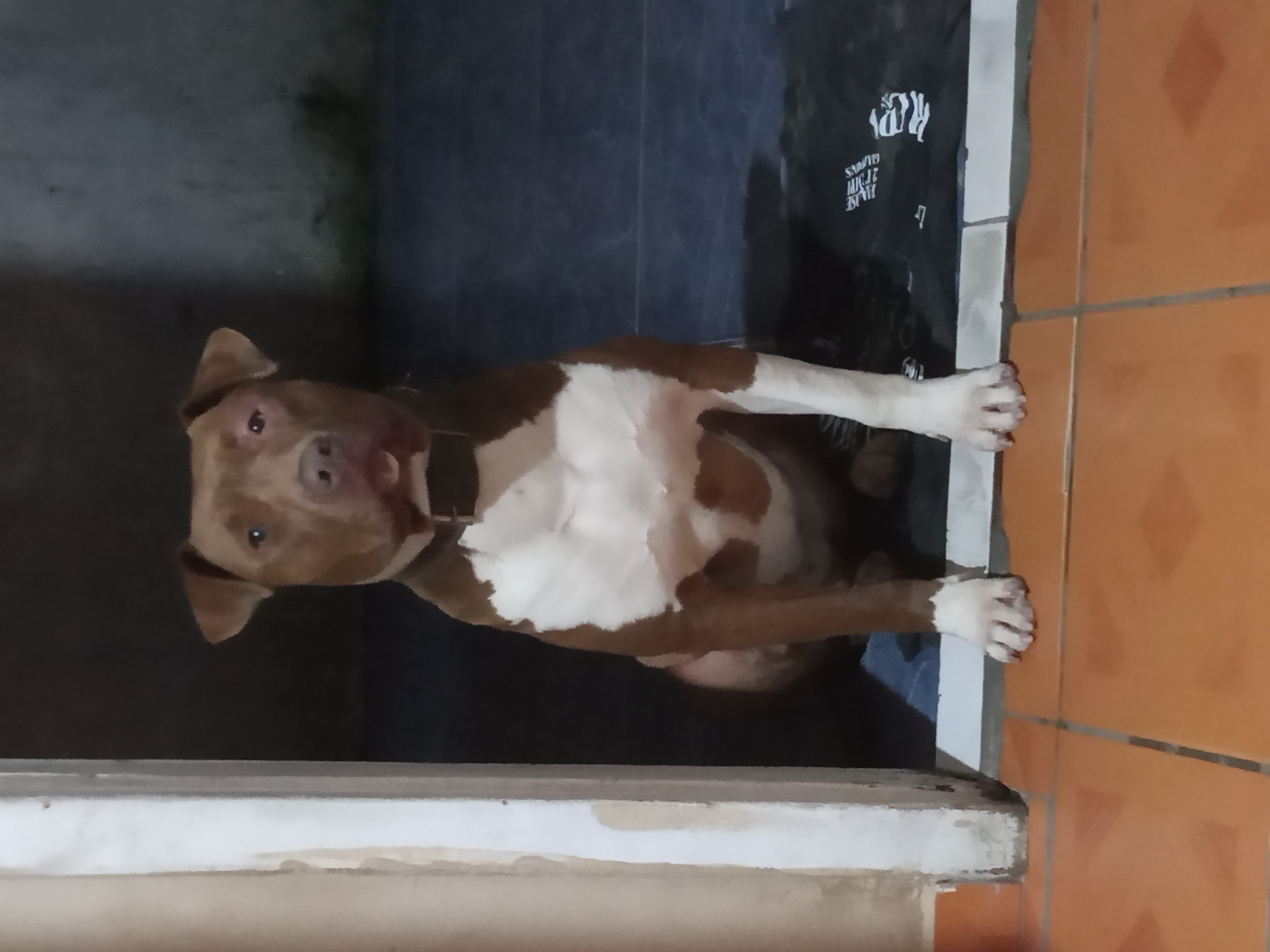 Portal Vendocão Cachorro pitbull  Araucaria 