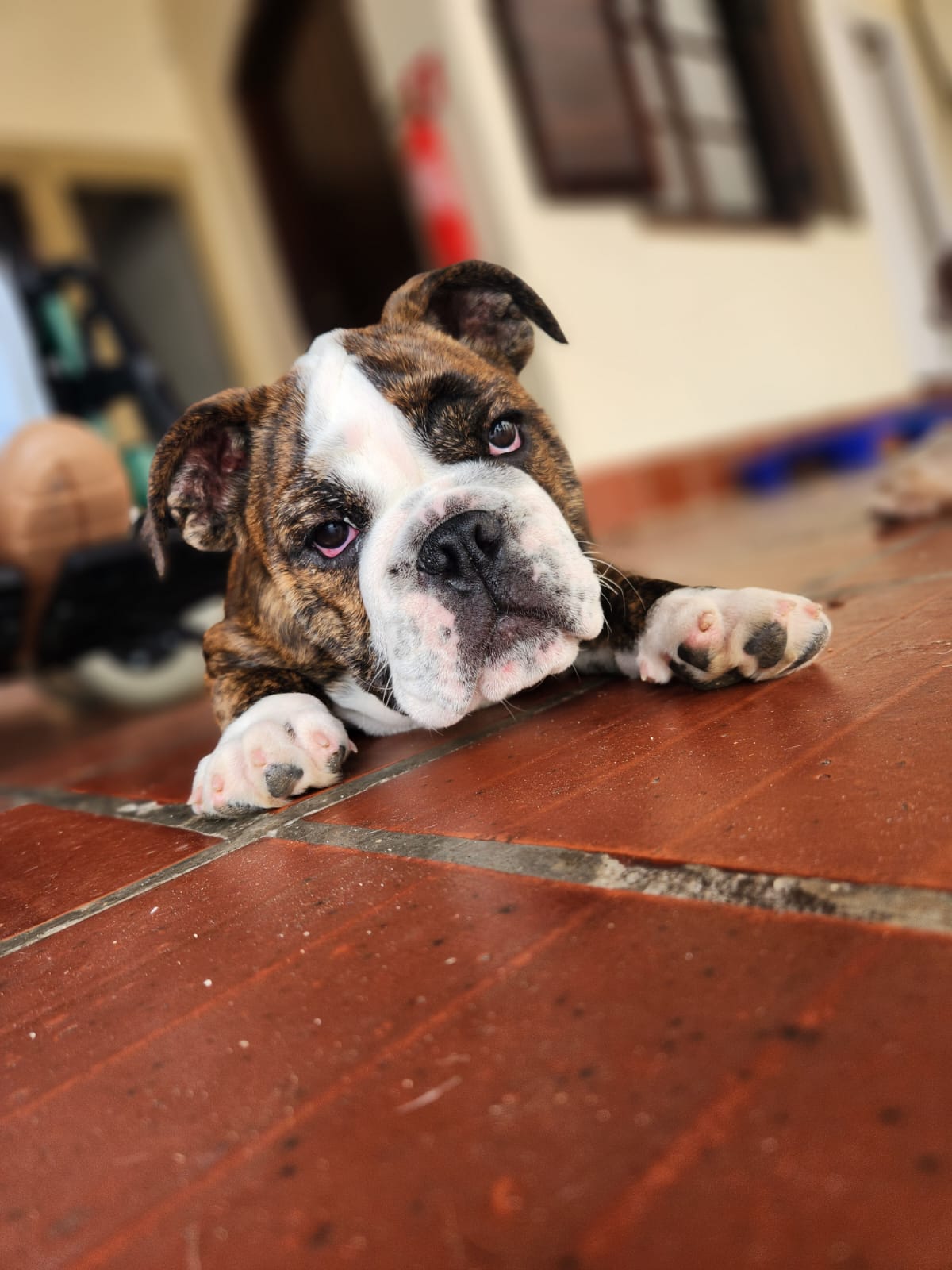 Portal Vendocão Vendo Fêmea de Buldogue Inglês  Campinas/São sebastiao-sp/ São jose dos Campos