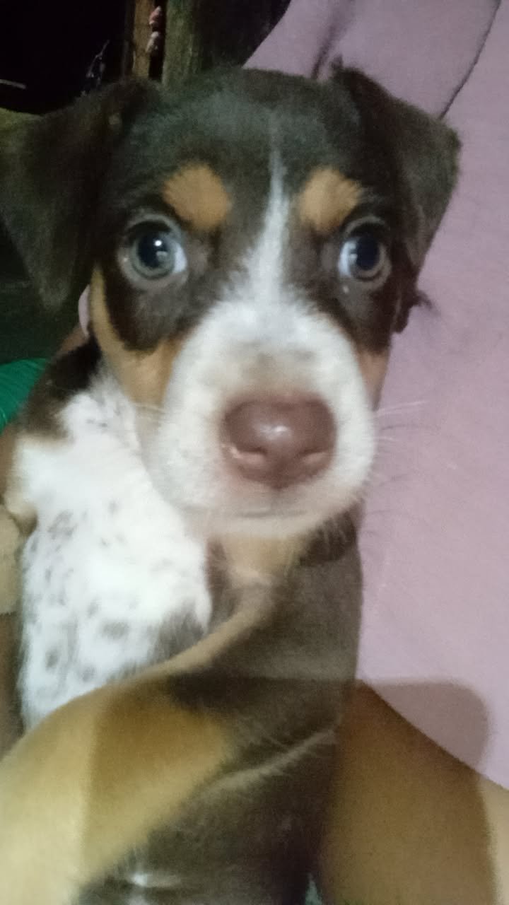 Dálmata com labrador 45 dias de vida já come ração linda linda bem gordinha olhos verdes 