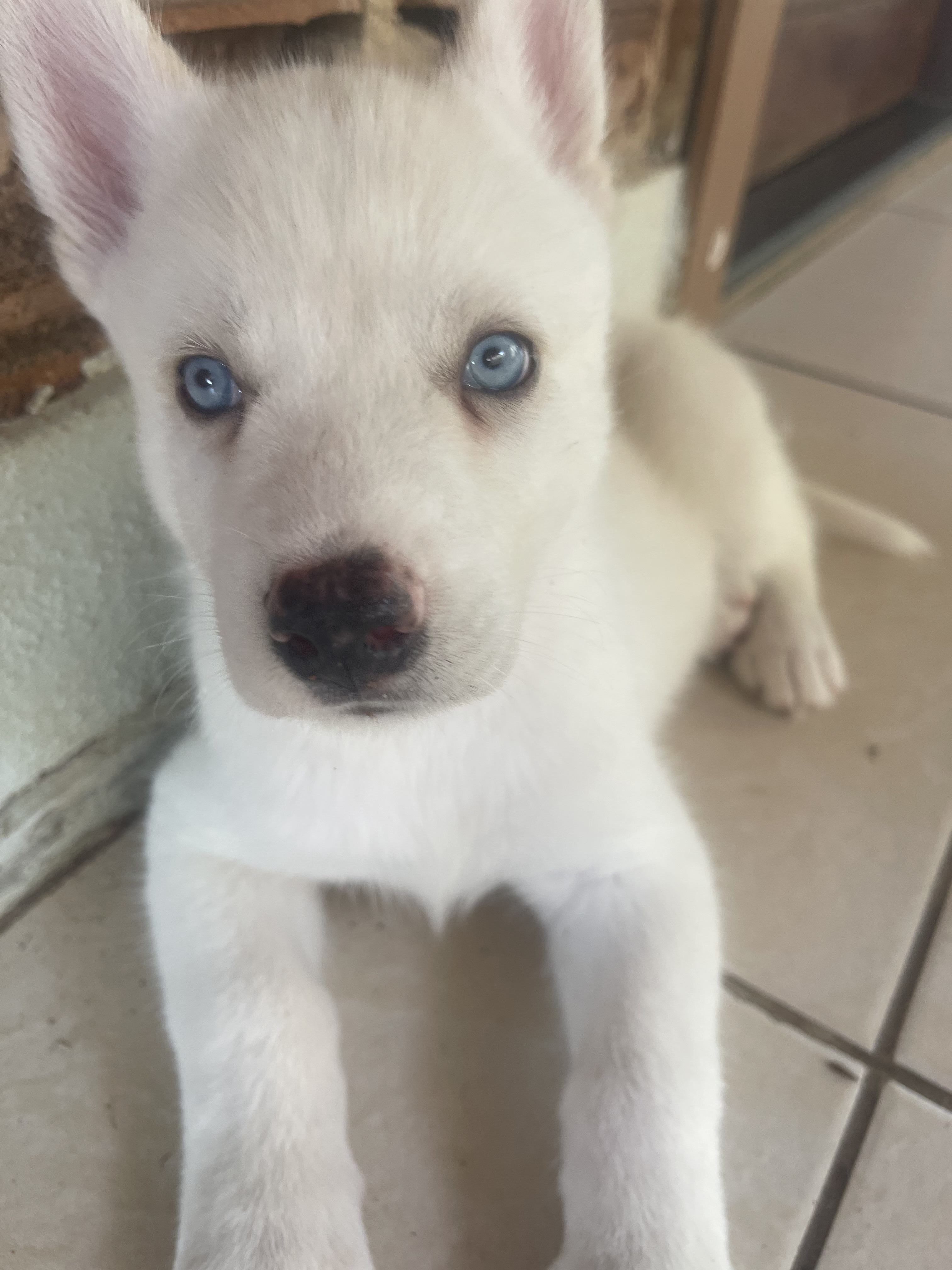 Portal Vendocão ÚLTIMO FILHOTE DE HUSKY SIBERIANO RAÇA PURA BRANCO OLHOS AZUIS  Maceió 