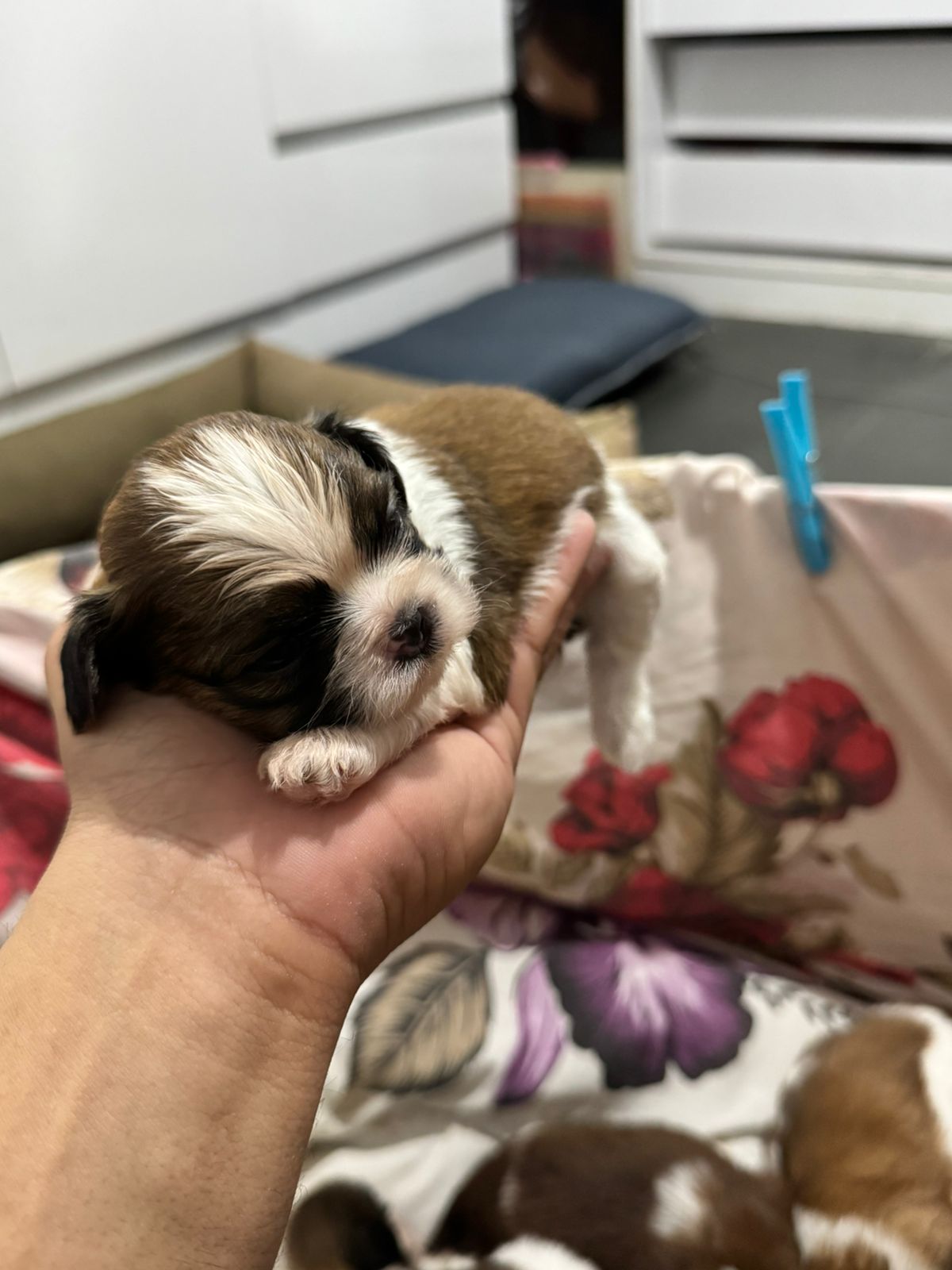 FILHOTES DE SHIH TZU  - Foto 2