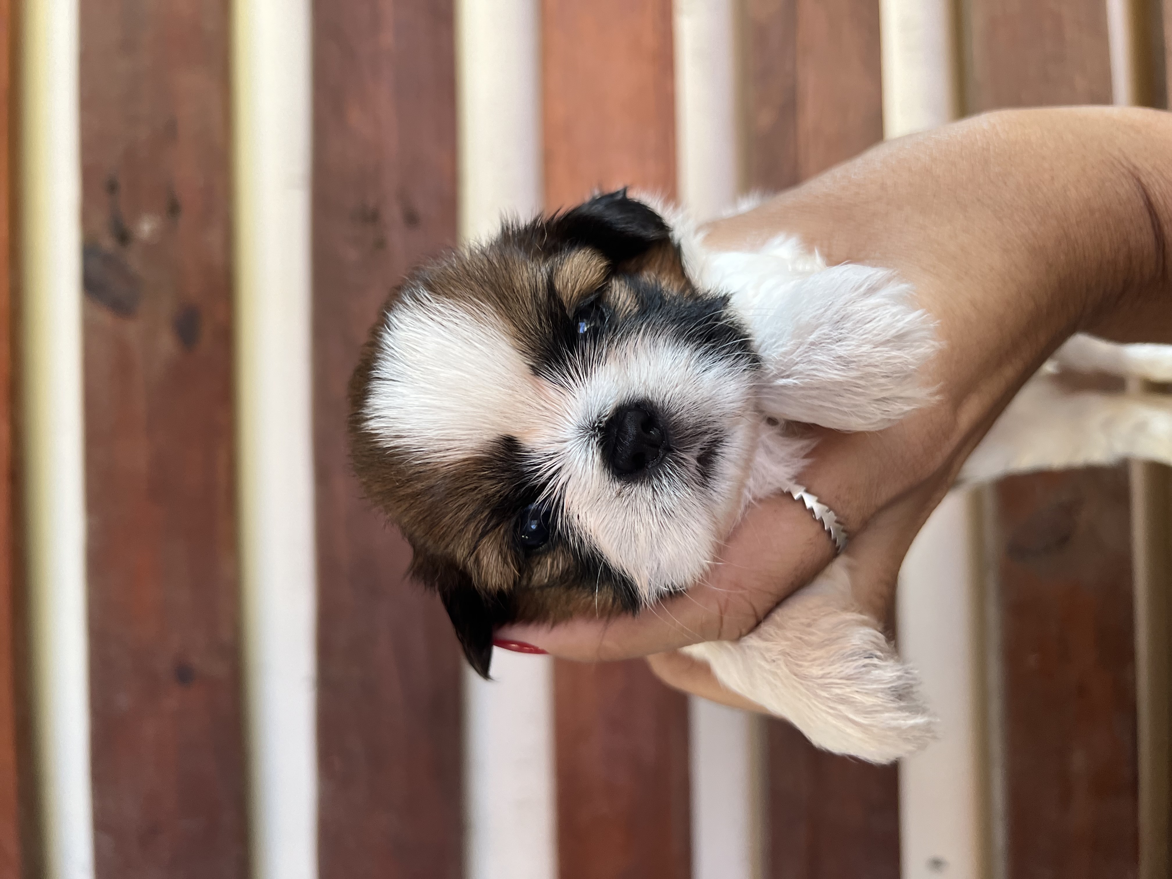 Portal Vendocão Filhotes Shih Tzu Camaçari